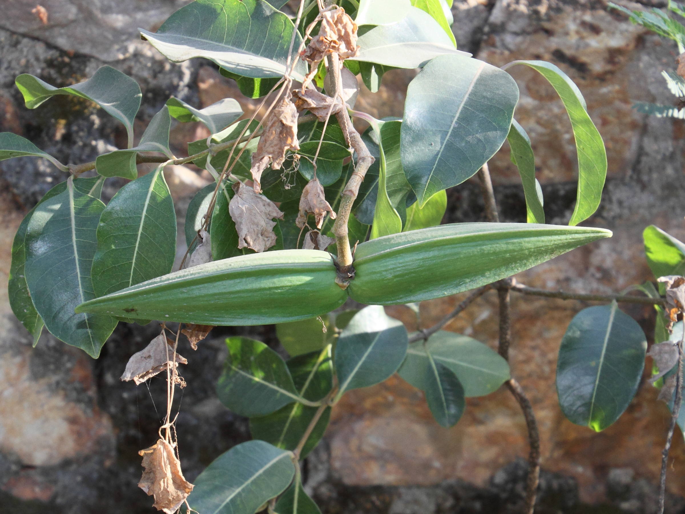 cryptostegia_grandiflora5md