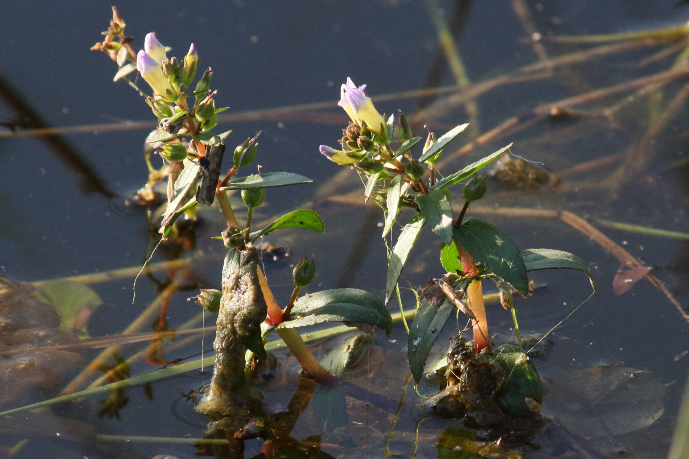 limnophila_chinensis1bd