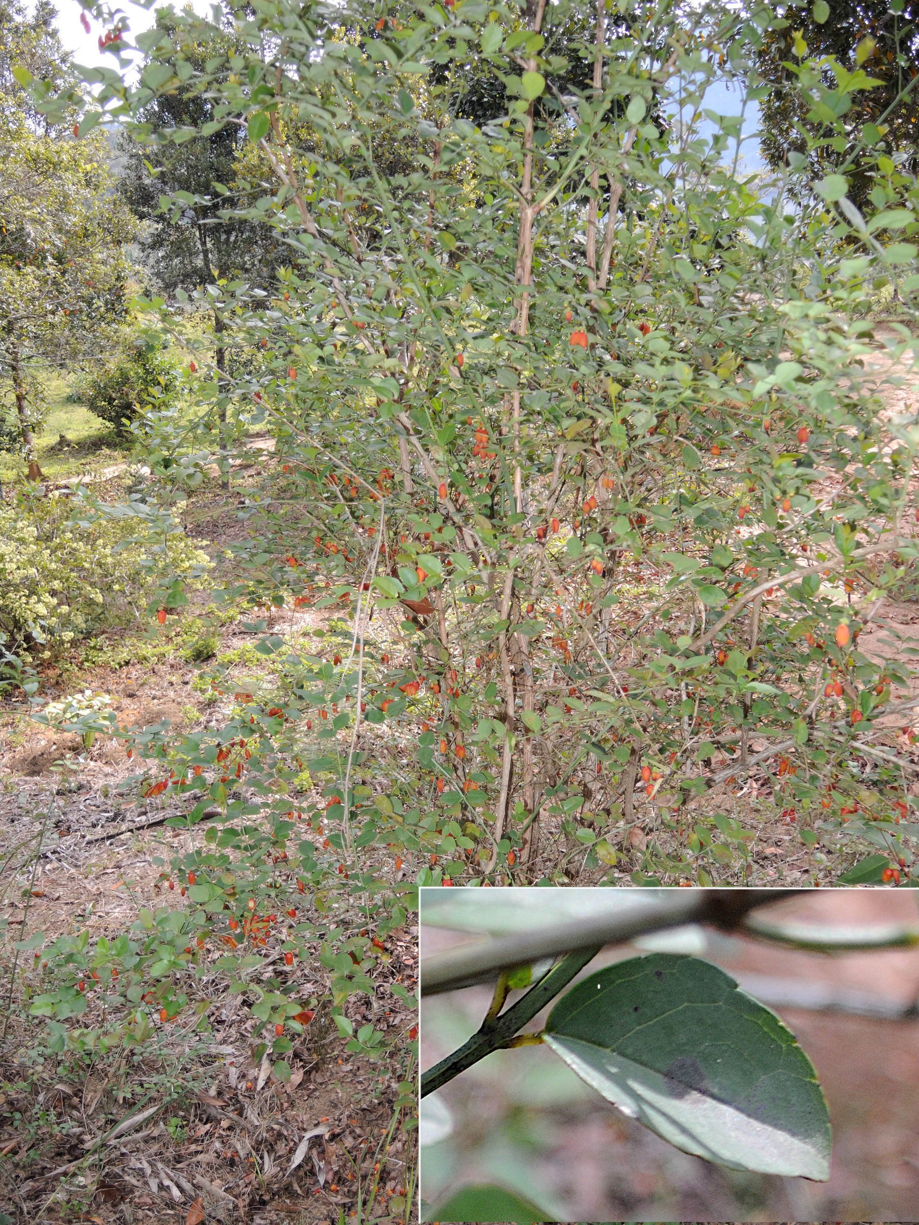 halleria_elliptica1md