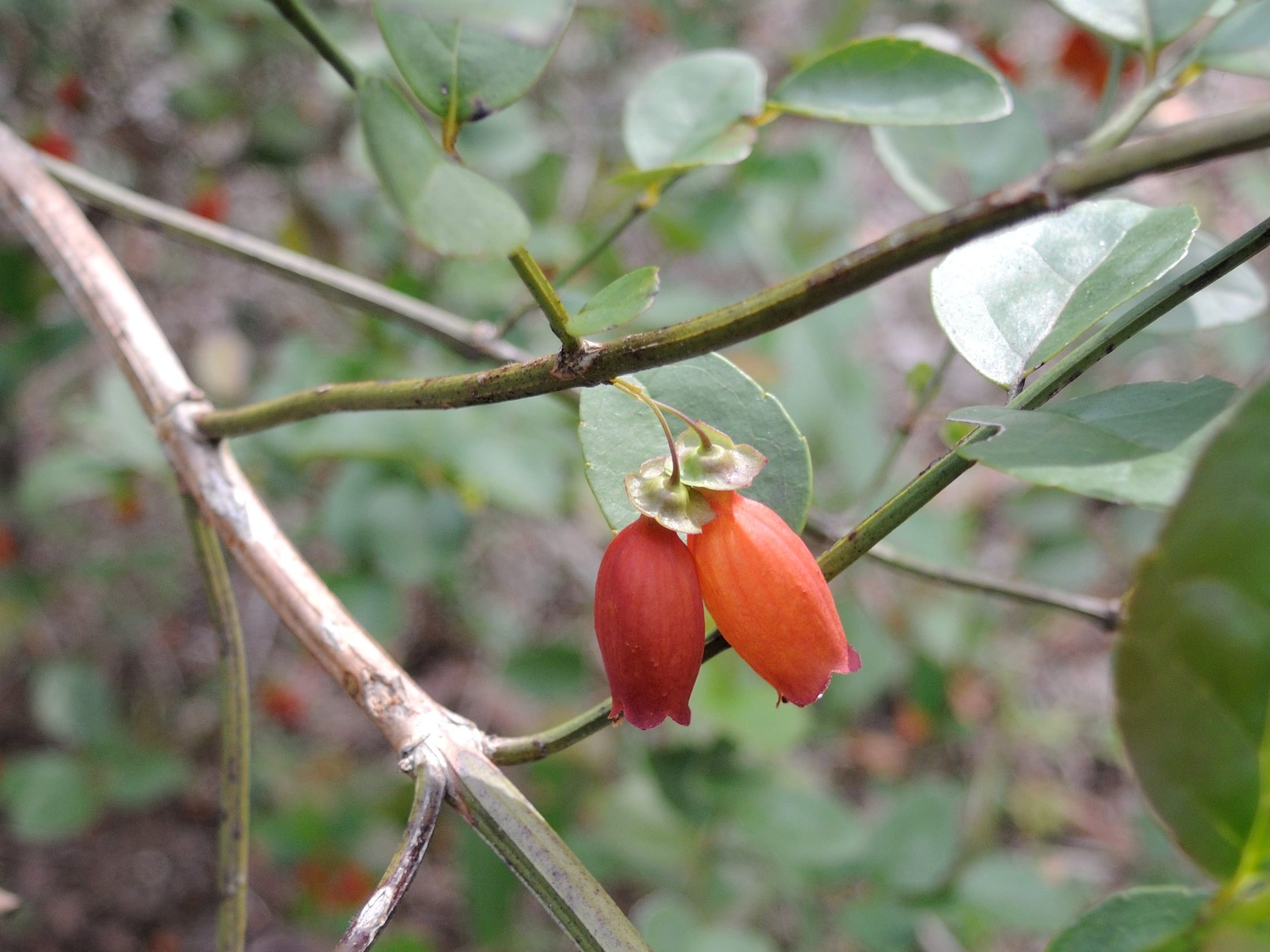 halleria_elliptica2md