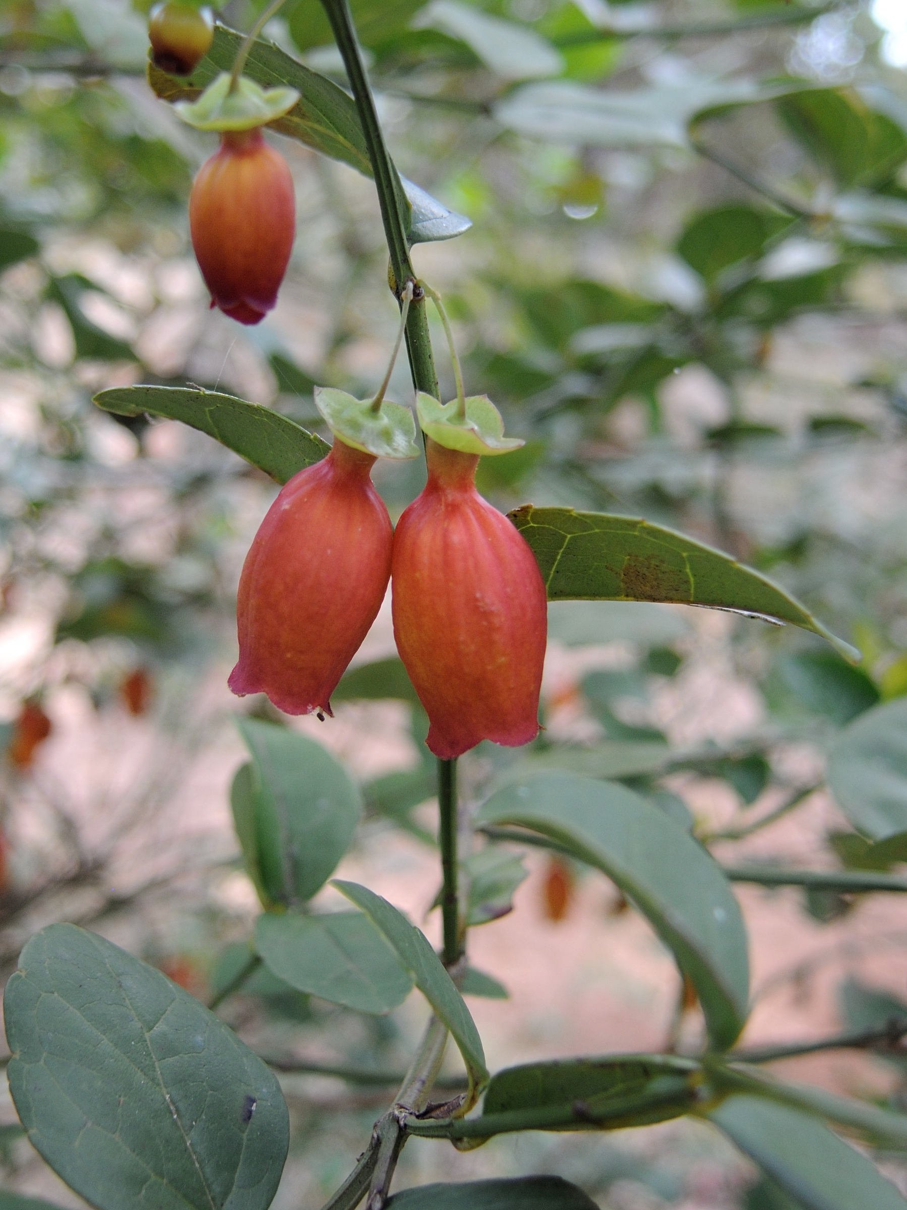 halleria_elliptica3md