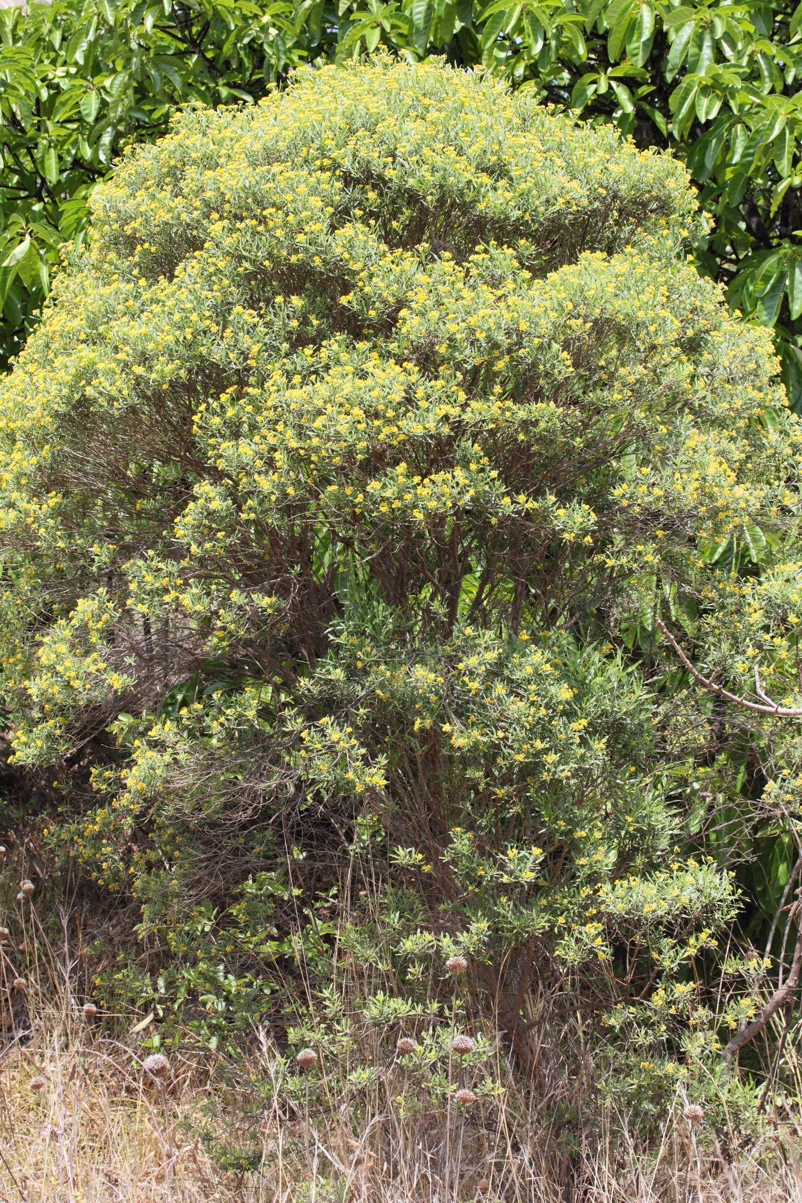 psiadia_altissima1md