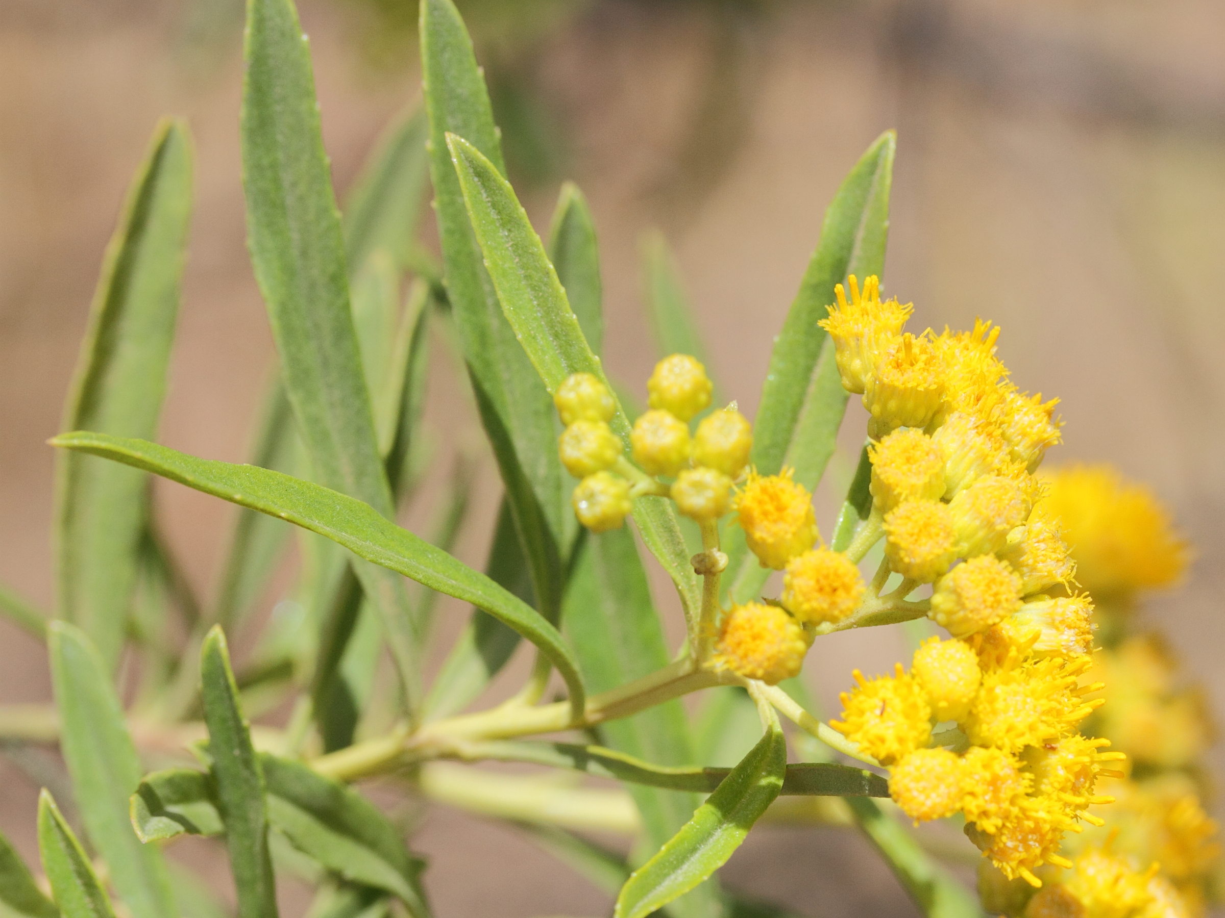 psiadia_altissima2md