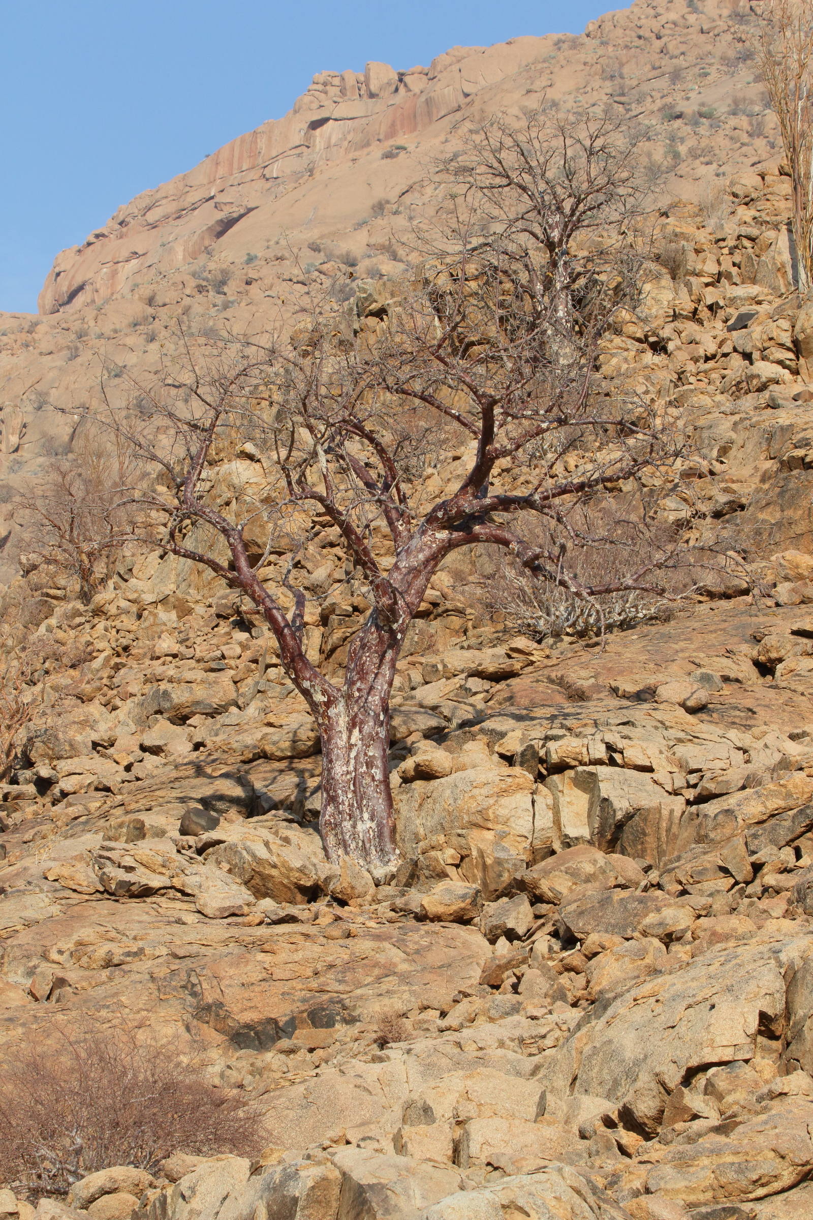 Afficher le média sterculia_africana1md sterculia_africana1md