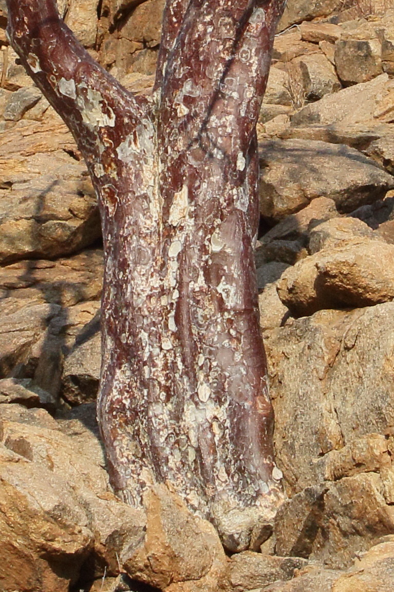 Afficher le média sterculia_africana2md sterculia_africana2md