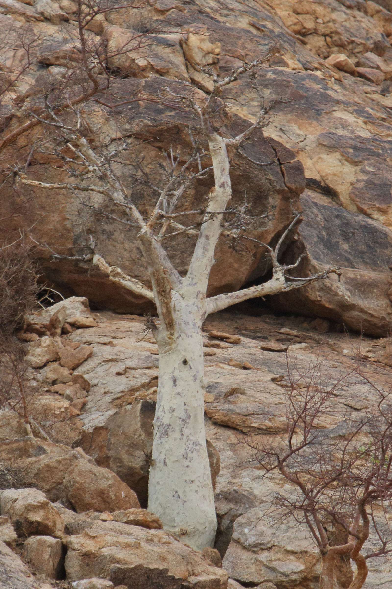 Afficher le média sterculia_africana3md sterculia_africana3md