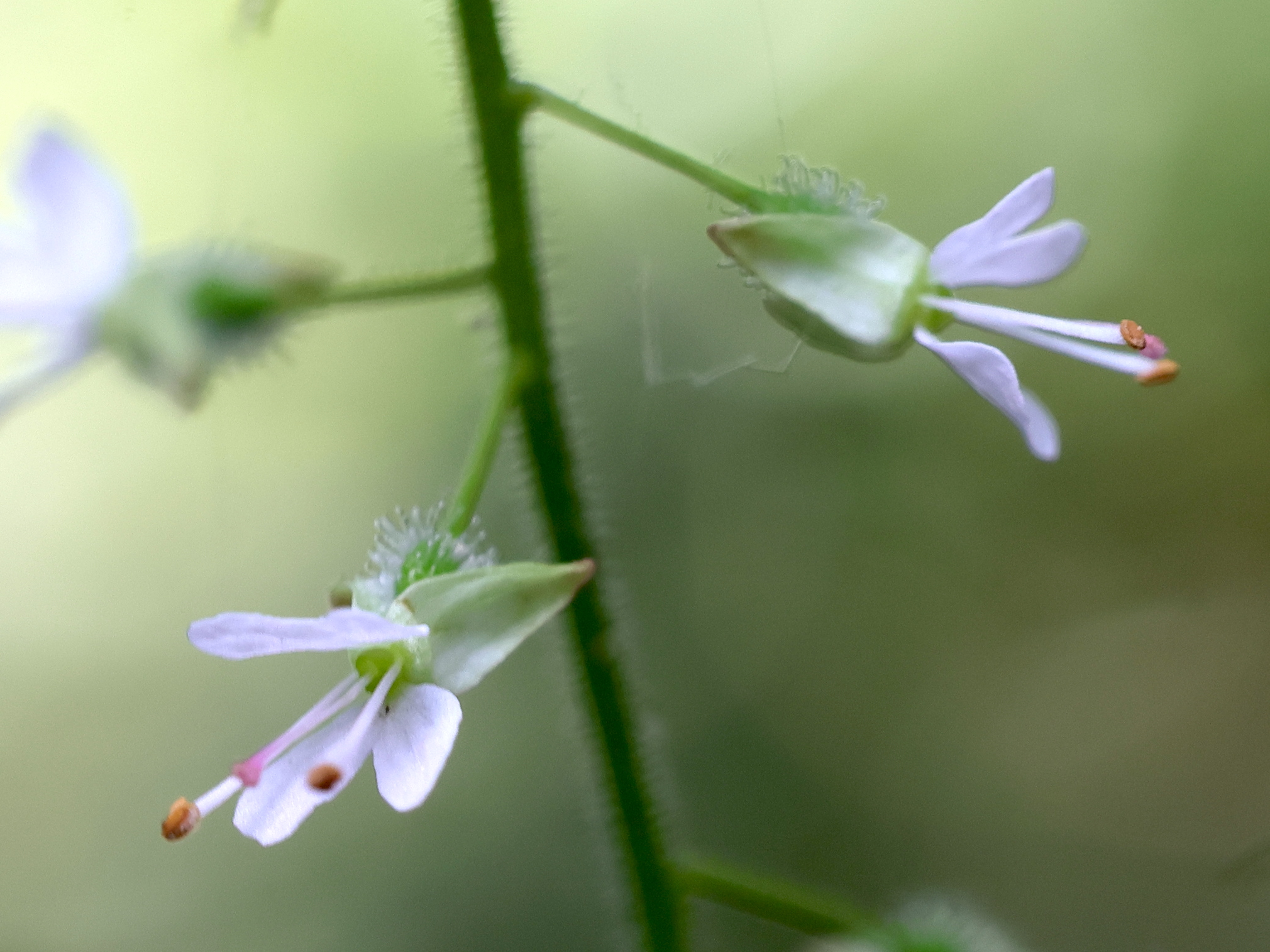 Afficher le média circaea_lutetiana6md circaea_lutetiana6md