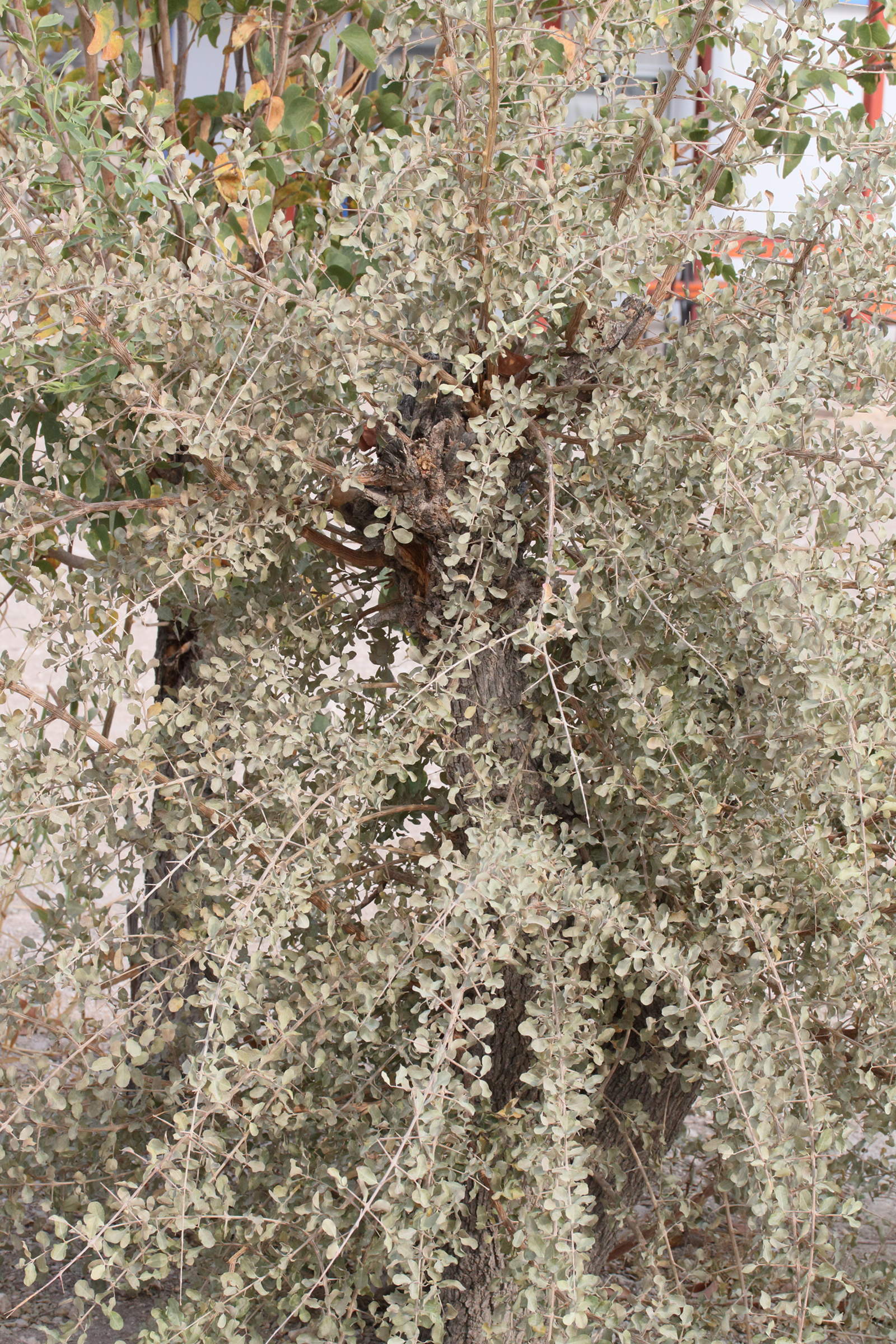 Afficher le média combretum_imberbe3md combretum_imberbe3md