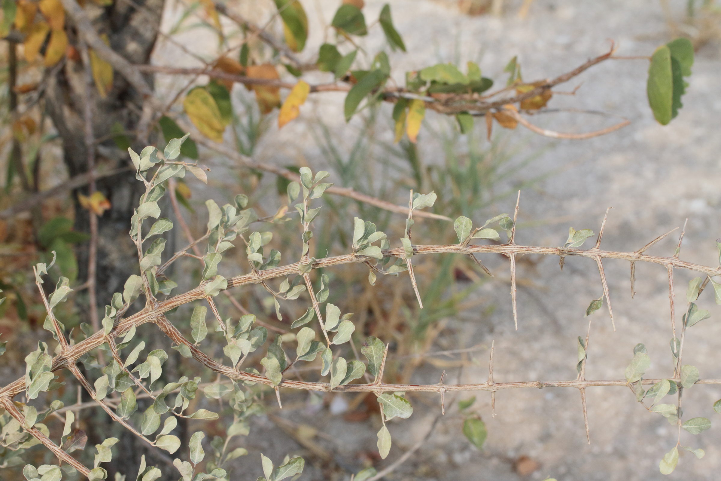 Afficher le média combretum_imberbe4md combretum_imberbe4md