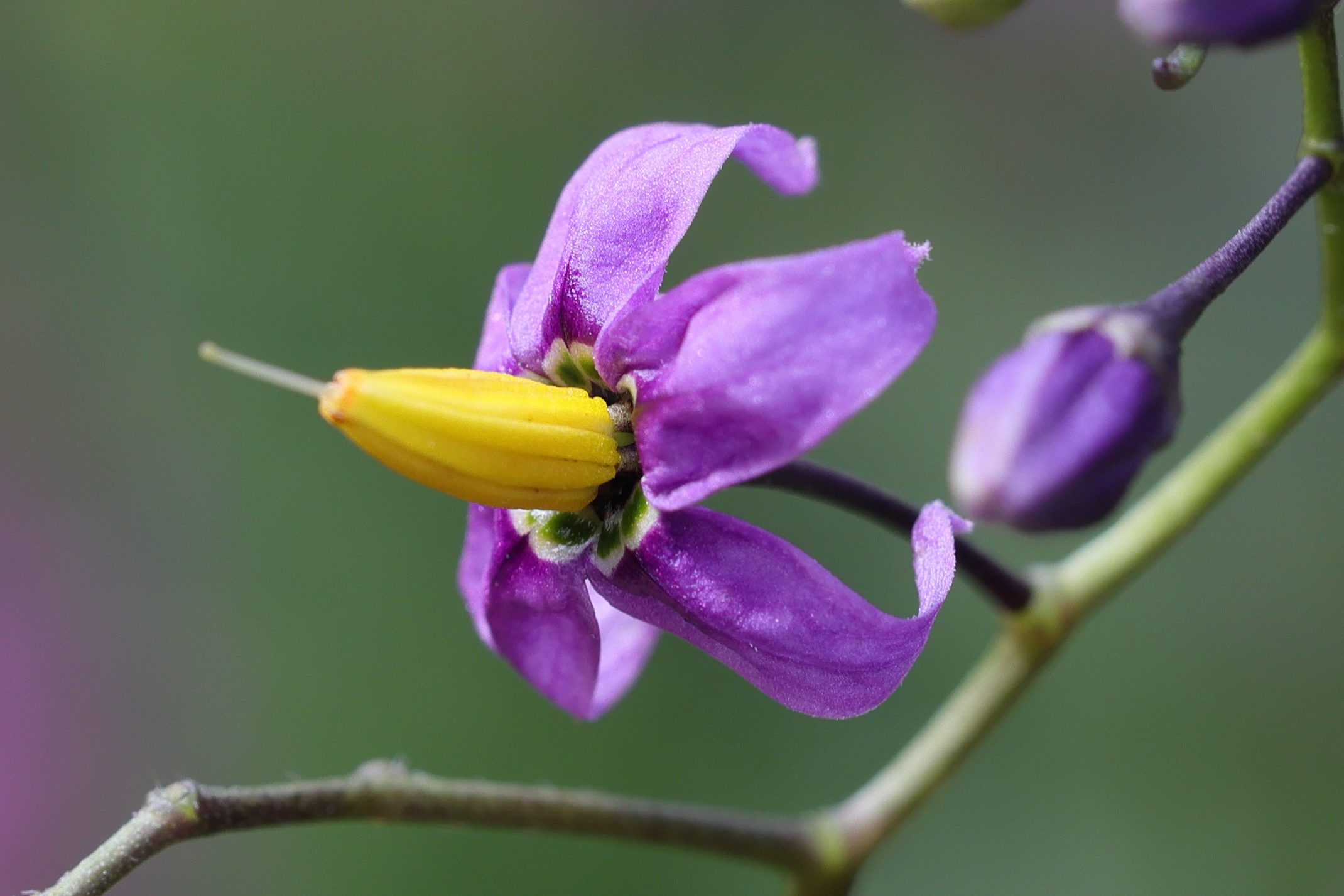Afficher le média solanum_dulcamara5md solanum_dulcamara5md