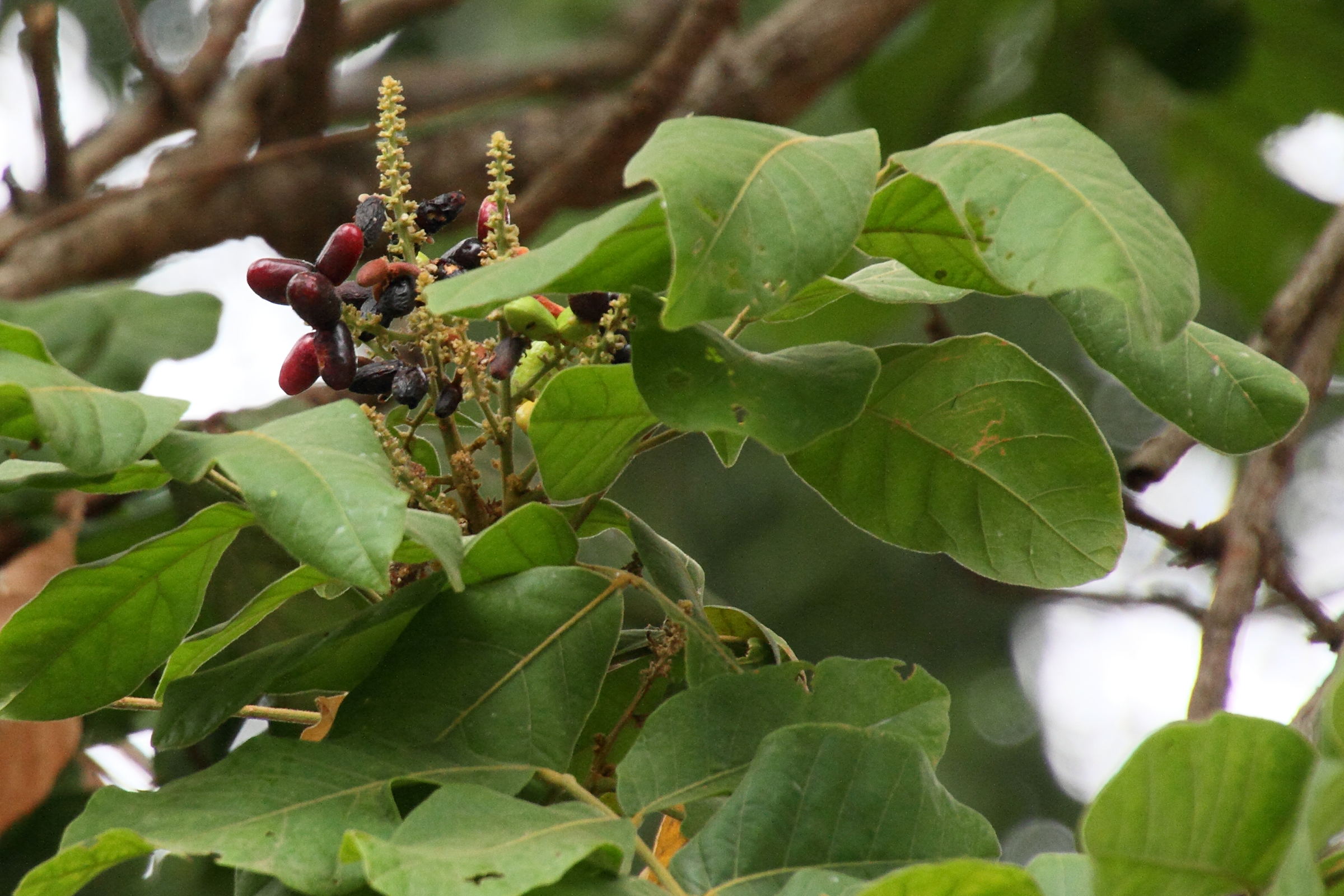 Afficher le média terminalia_chebula3md terminalia_chebula3md