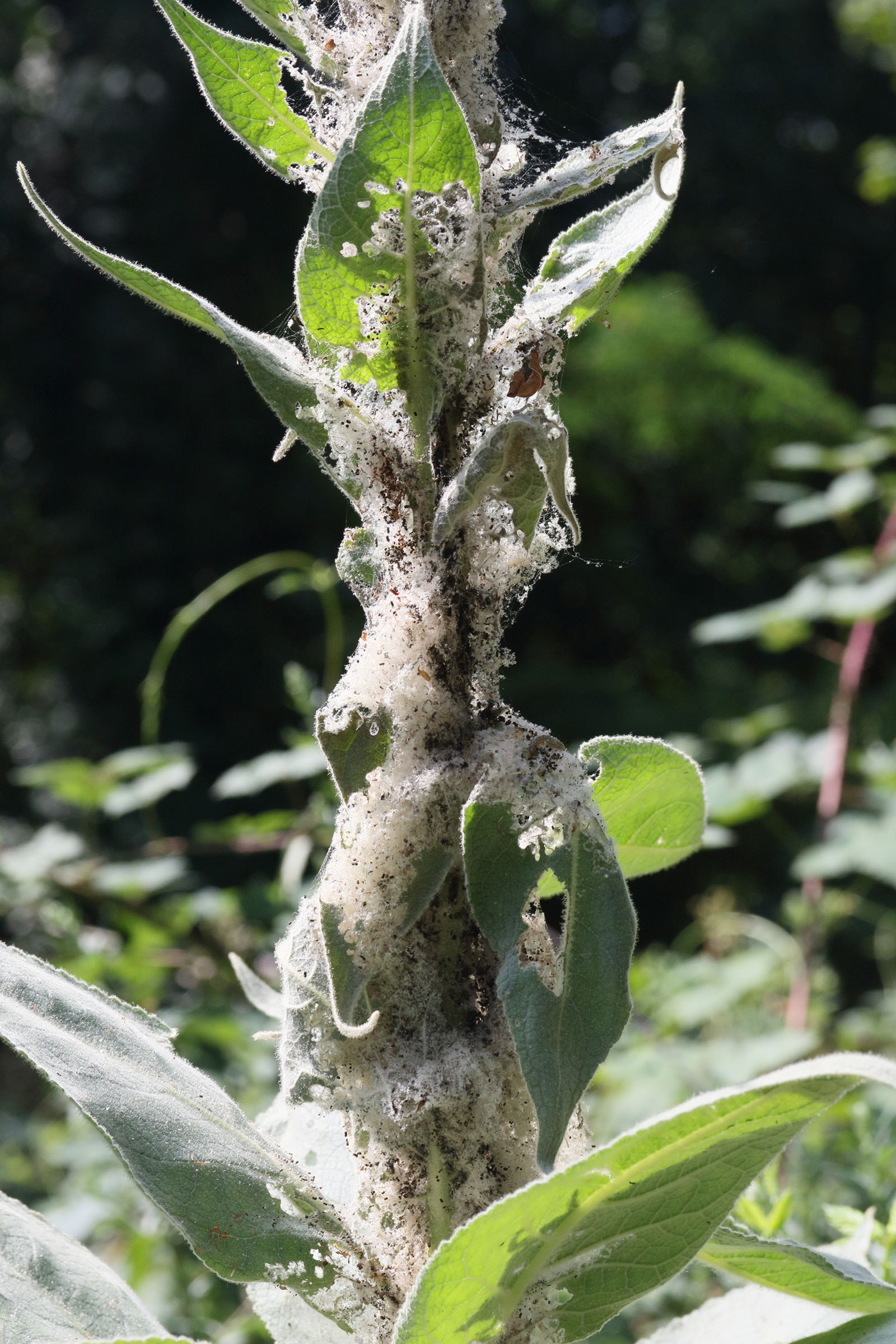 anthophila_fabriciana_ch1md