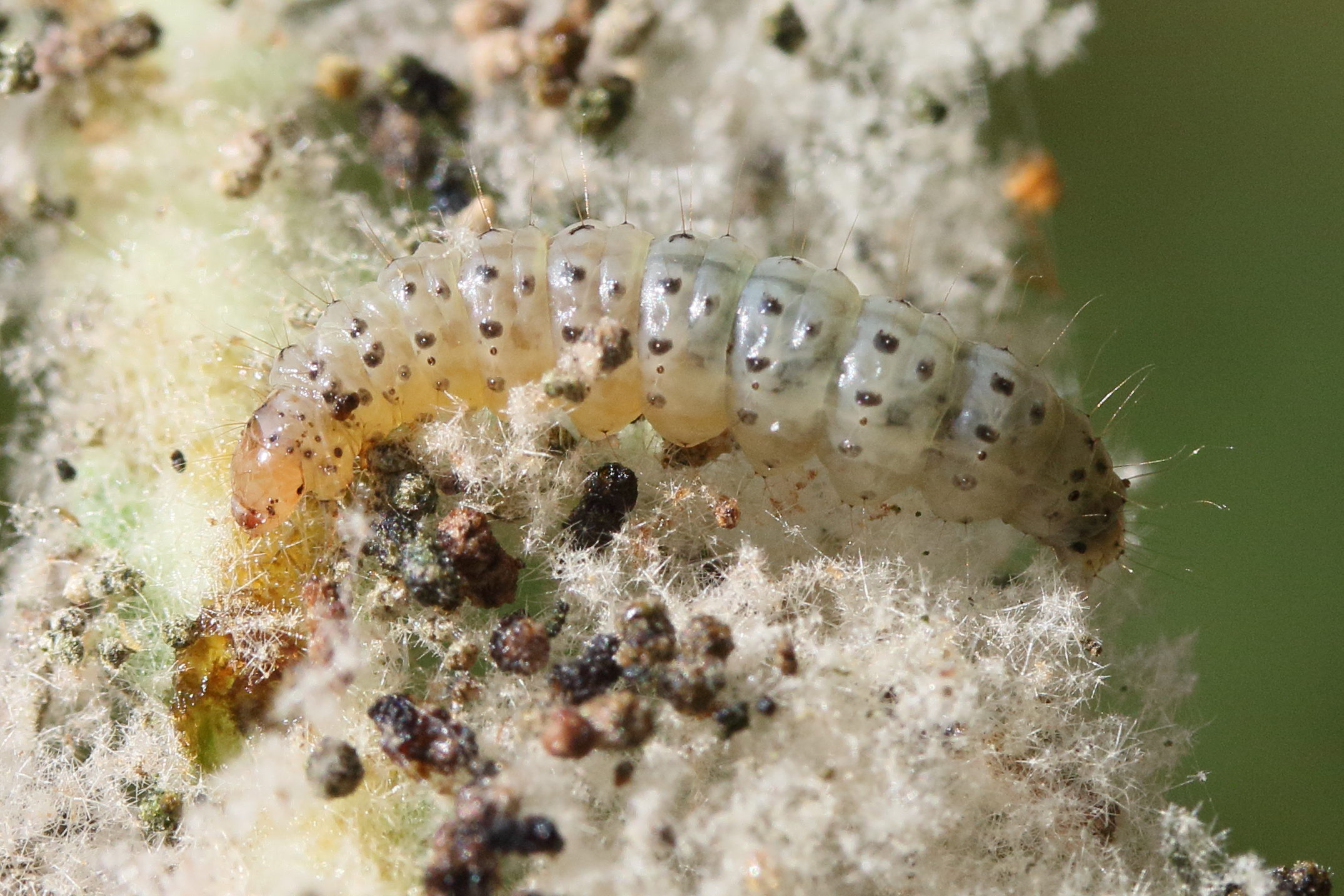 anthophila_fabriciana_ch2md