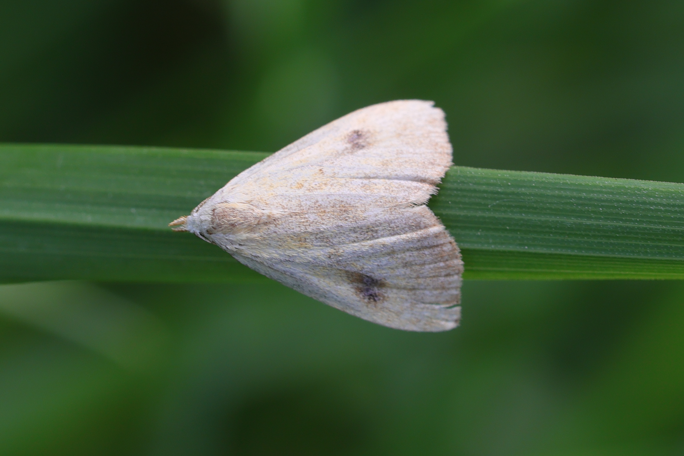 rivula_sericealis2md