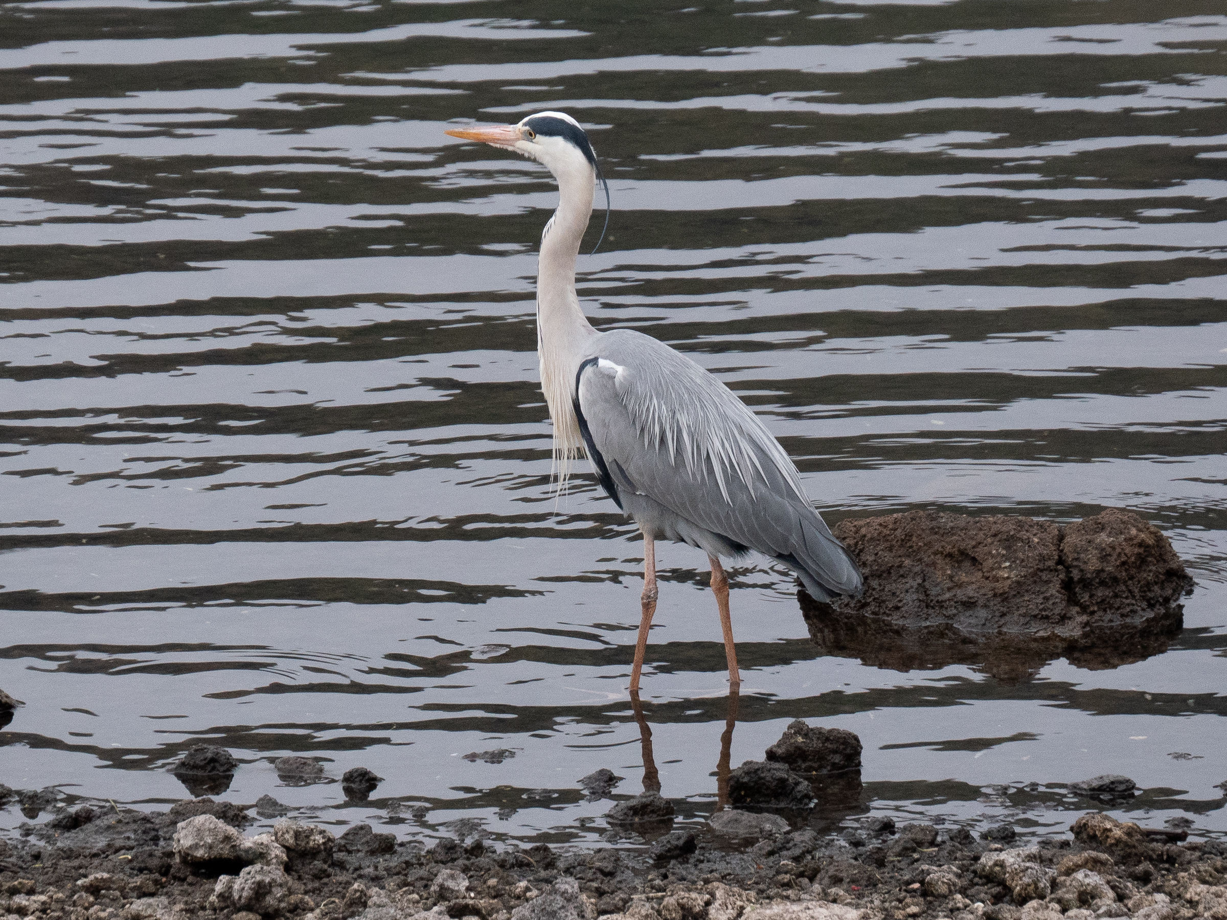 heron_cendre_-_ardea_cinerea_jouyi1sd