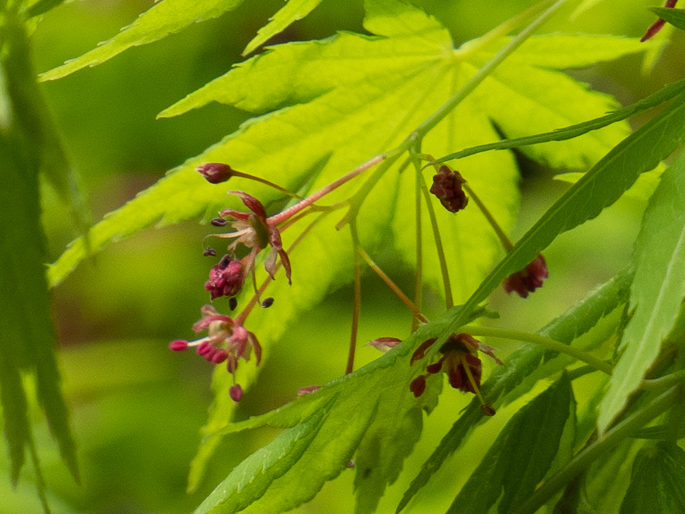 acer_palmatum4sd