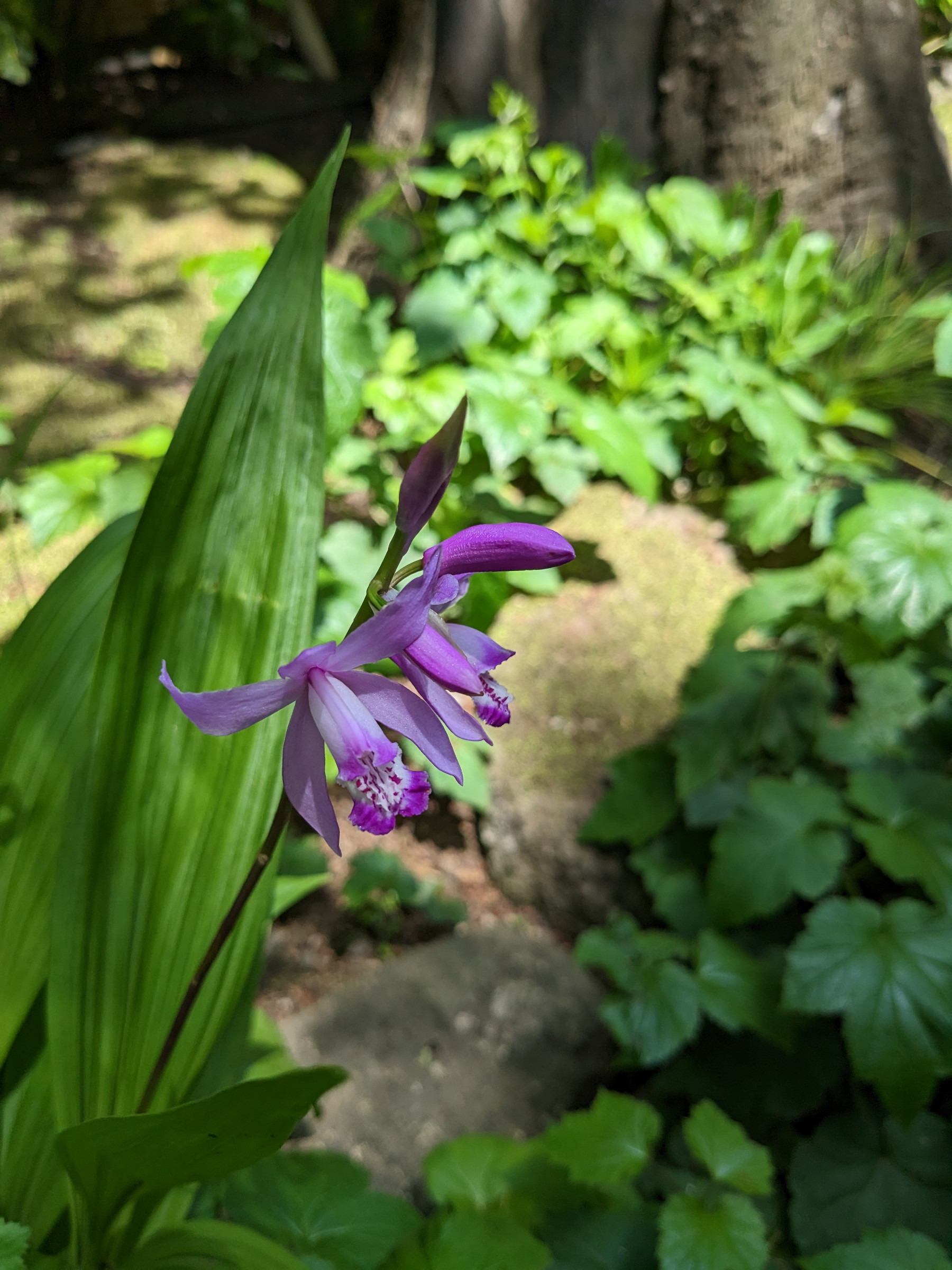 bletilla_striata5sd