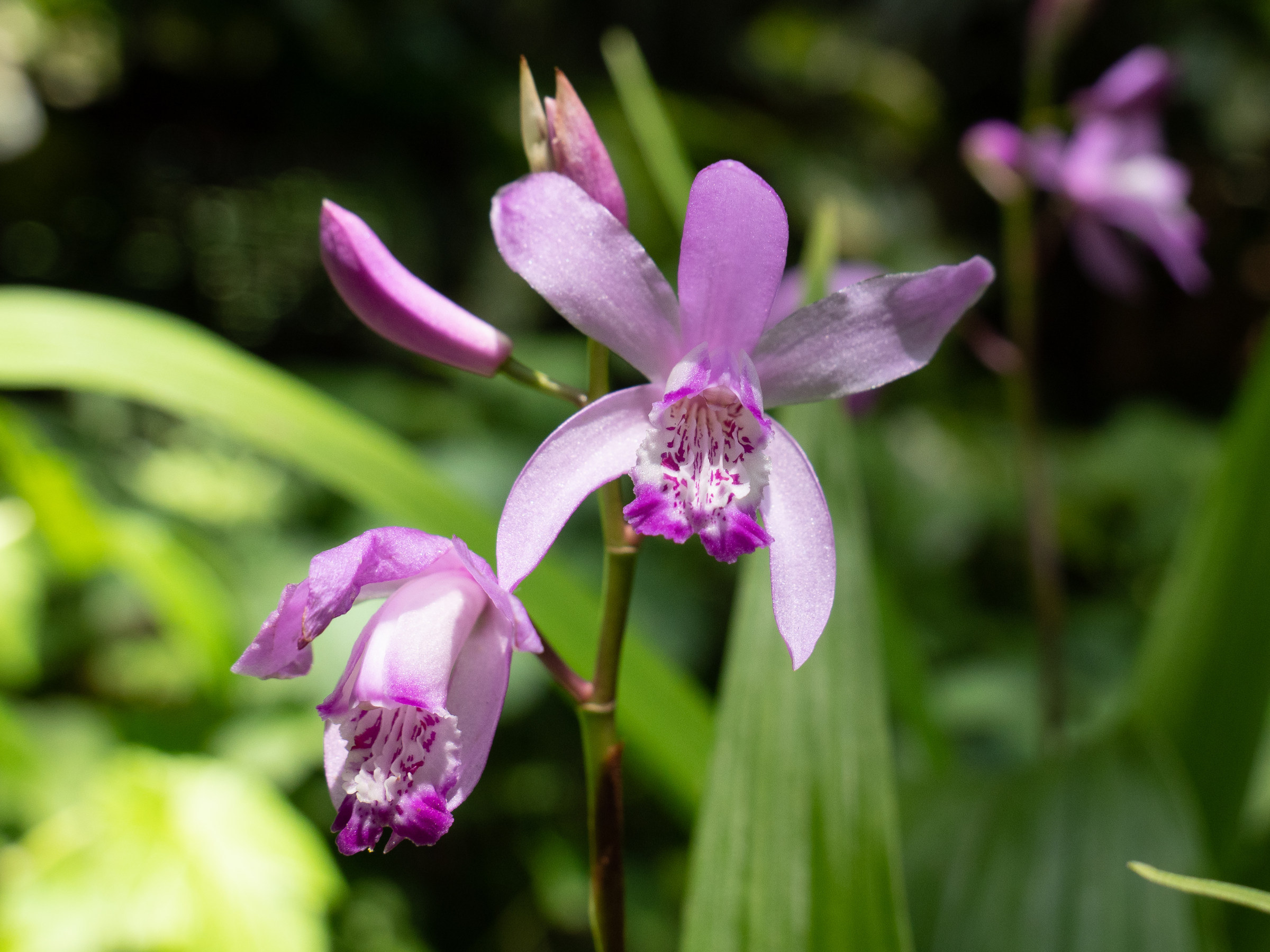 bletilla_striata6sd
