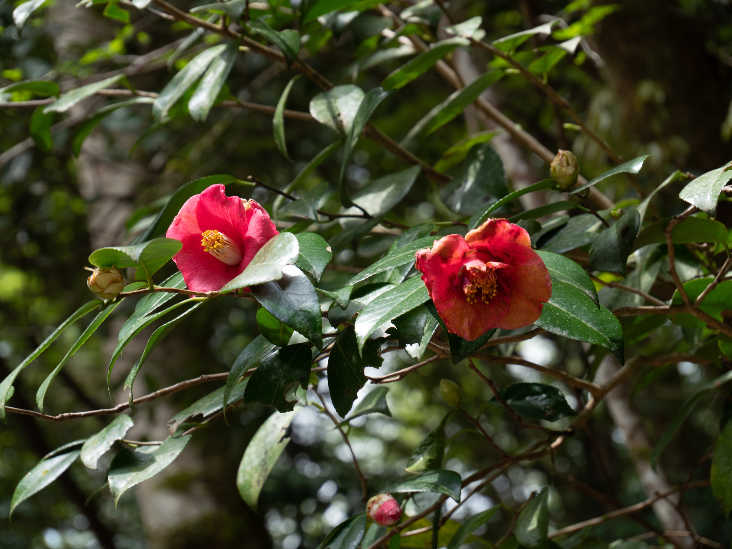 camellia_japonica6sd