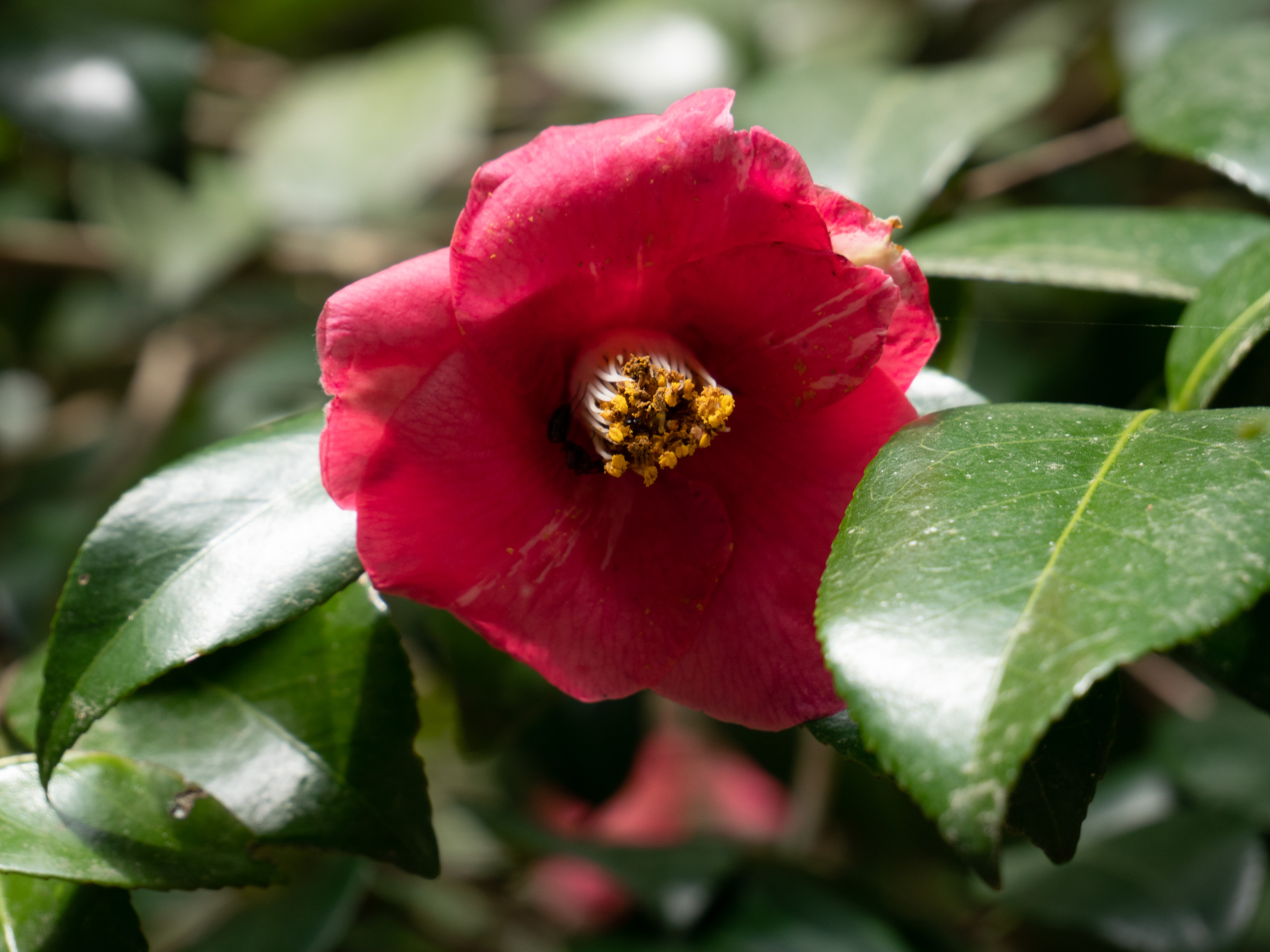 camellia_japonica7sd