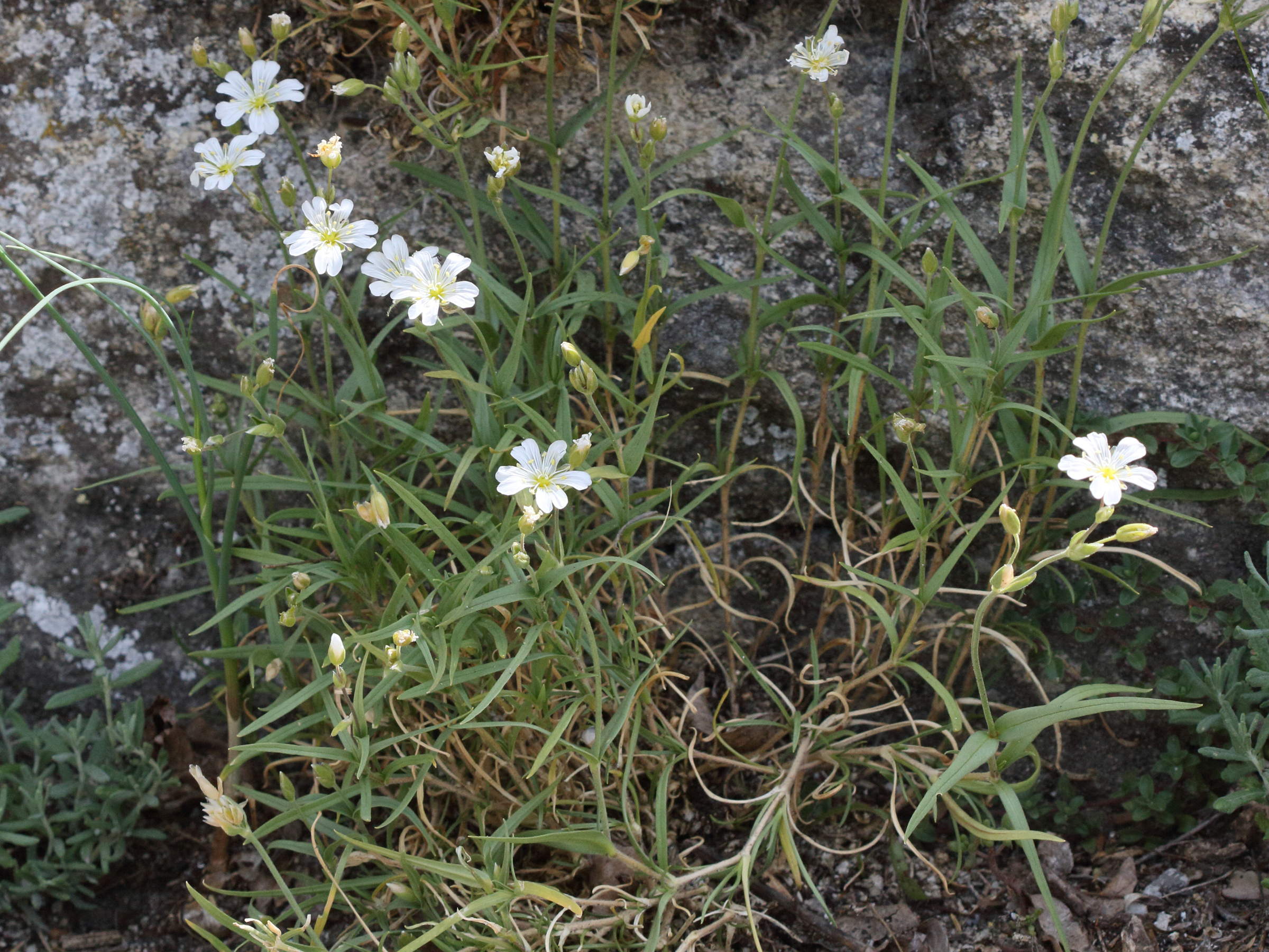 Afficher le média cerastium_arvense3md cerastium_arvense3md