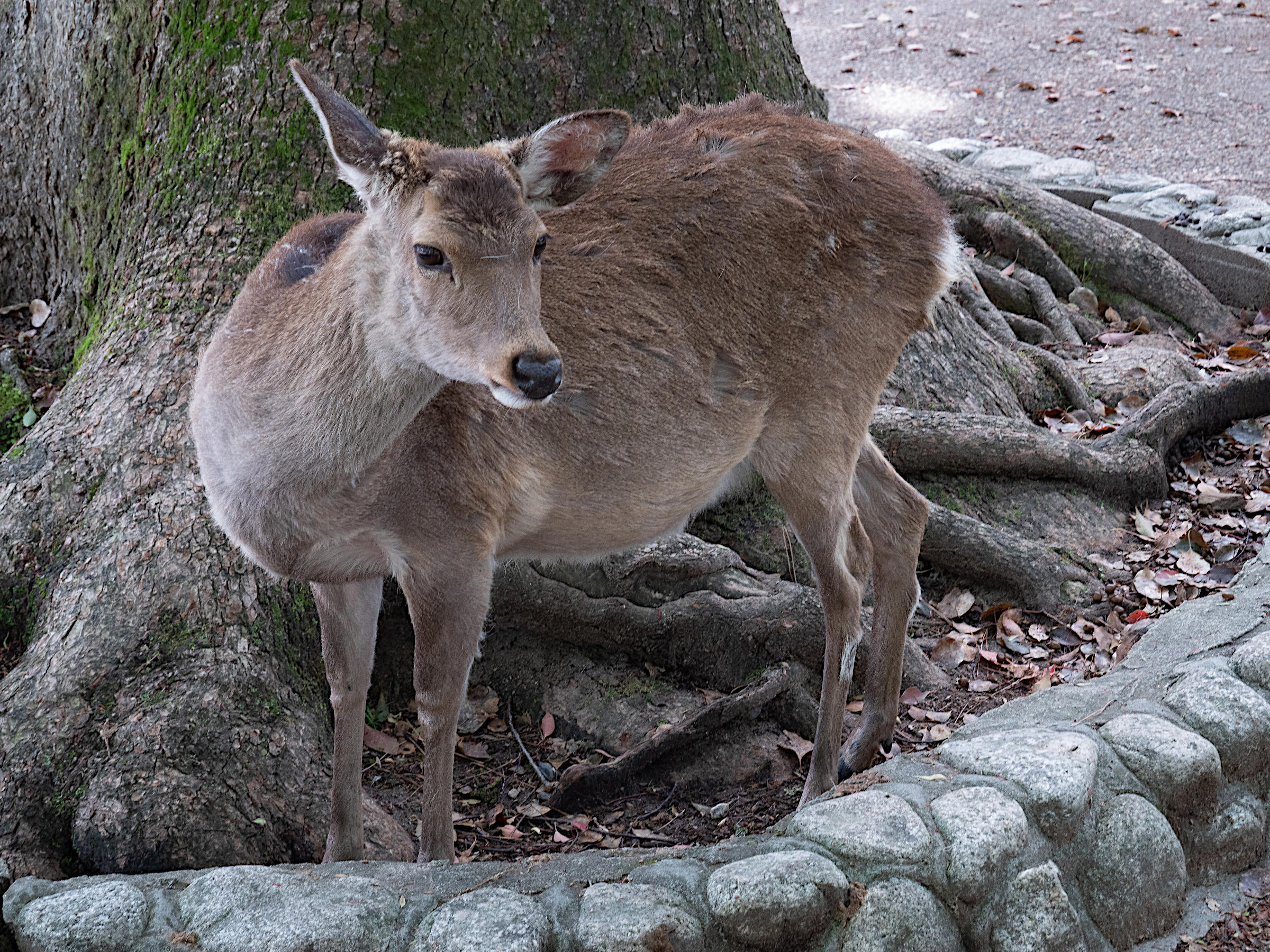 cervus_nippon_nippon3sd