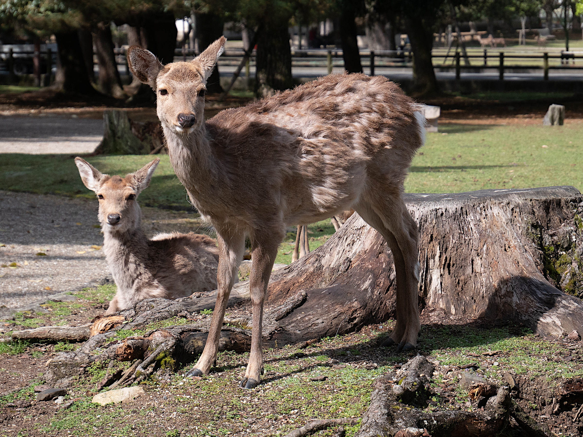 cervus_nippon_nippon4sd