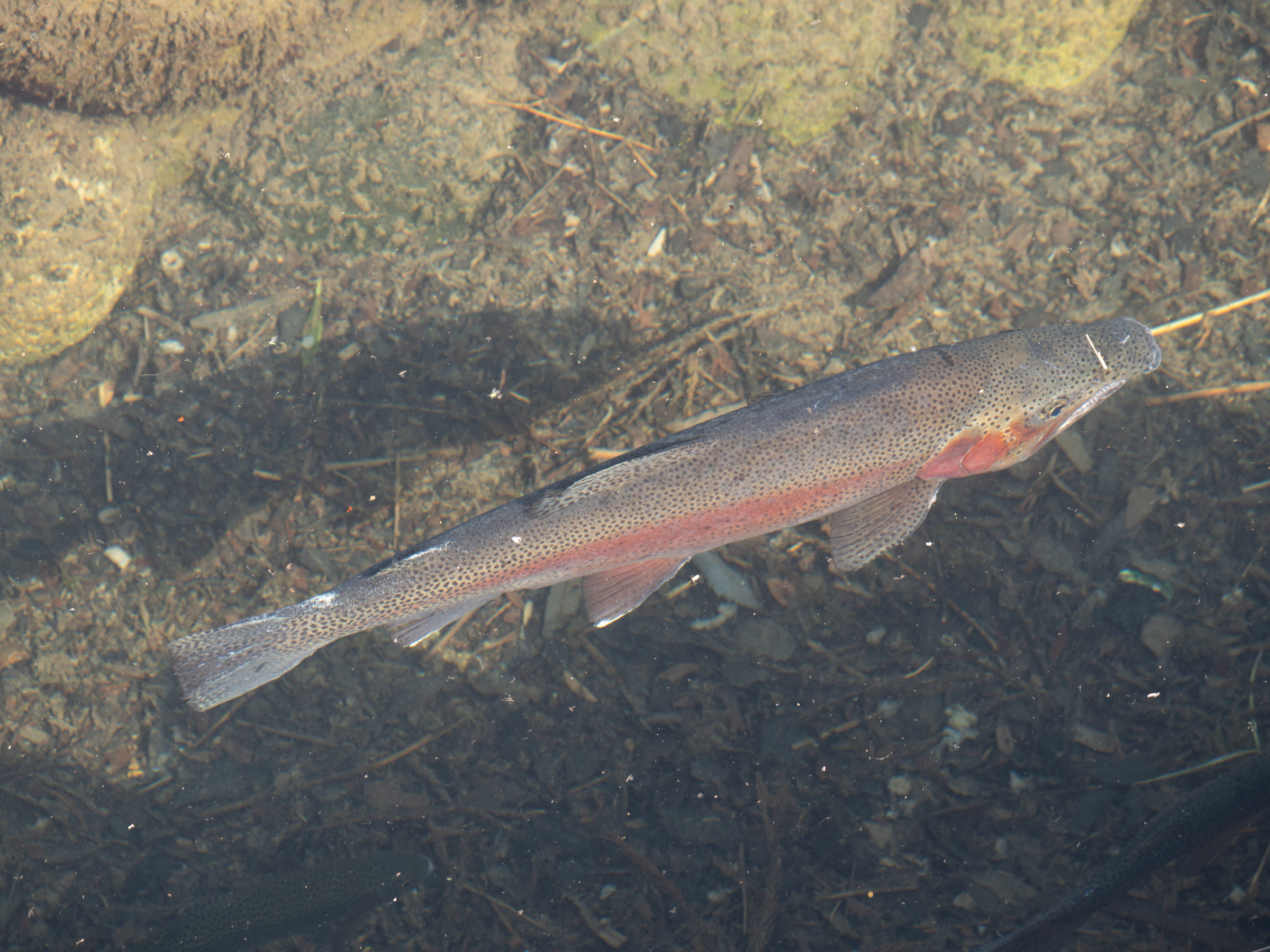 Afficher le média onchorhynchus_mykiss2sd onchorhynchus_mykiss2sd