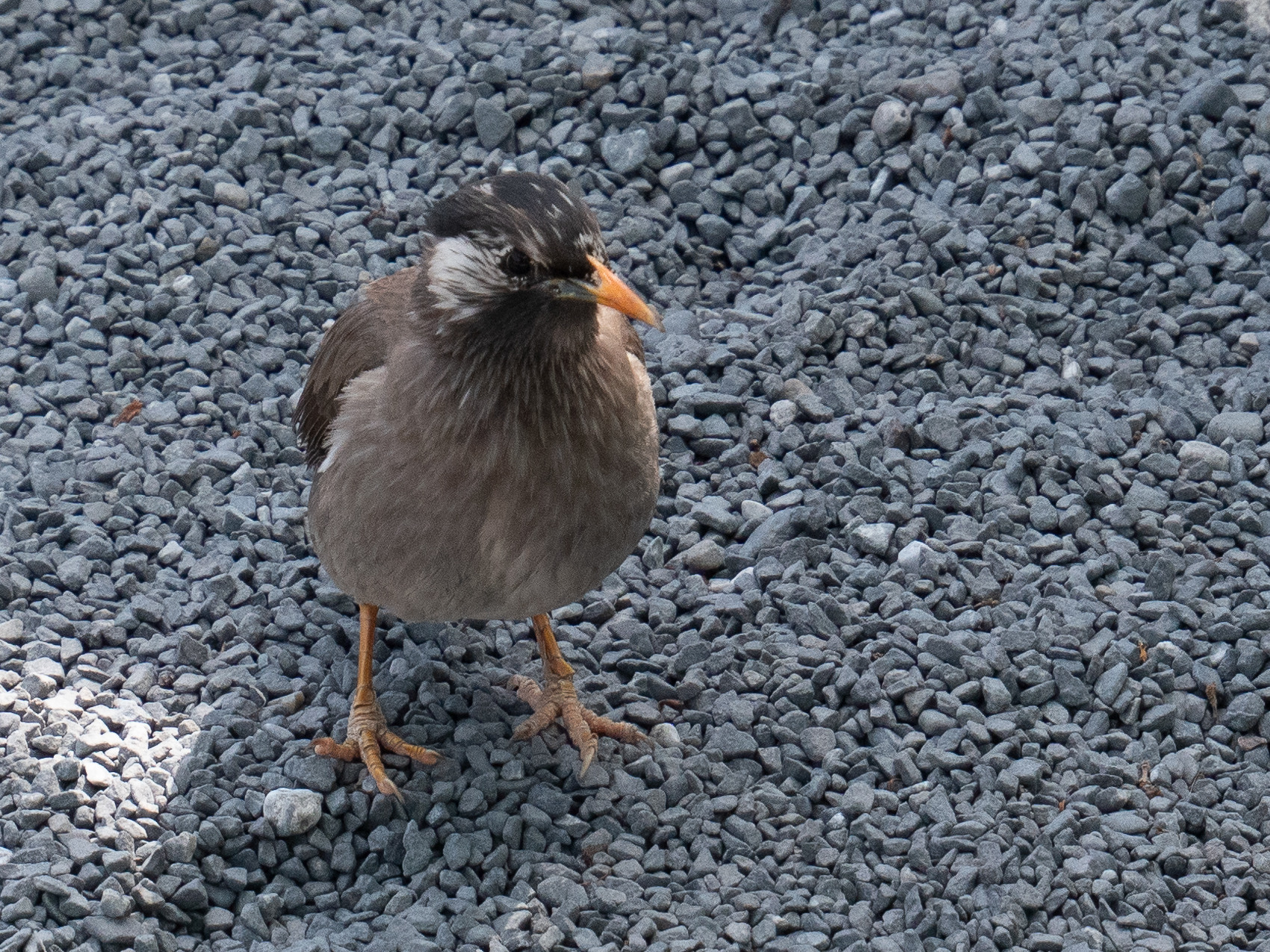 etourneau_gris_-_spodiopsar_cineraceus1sd