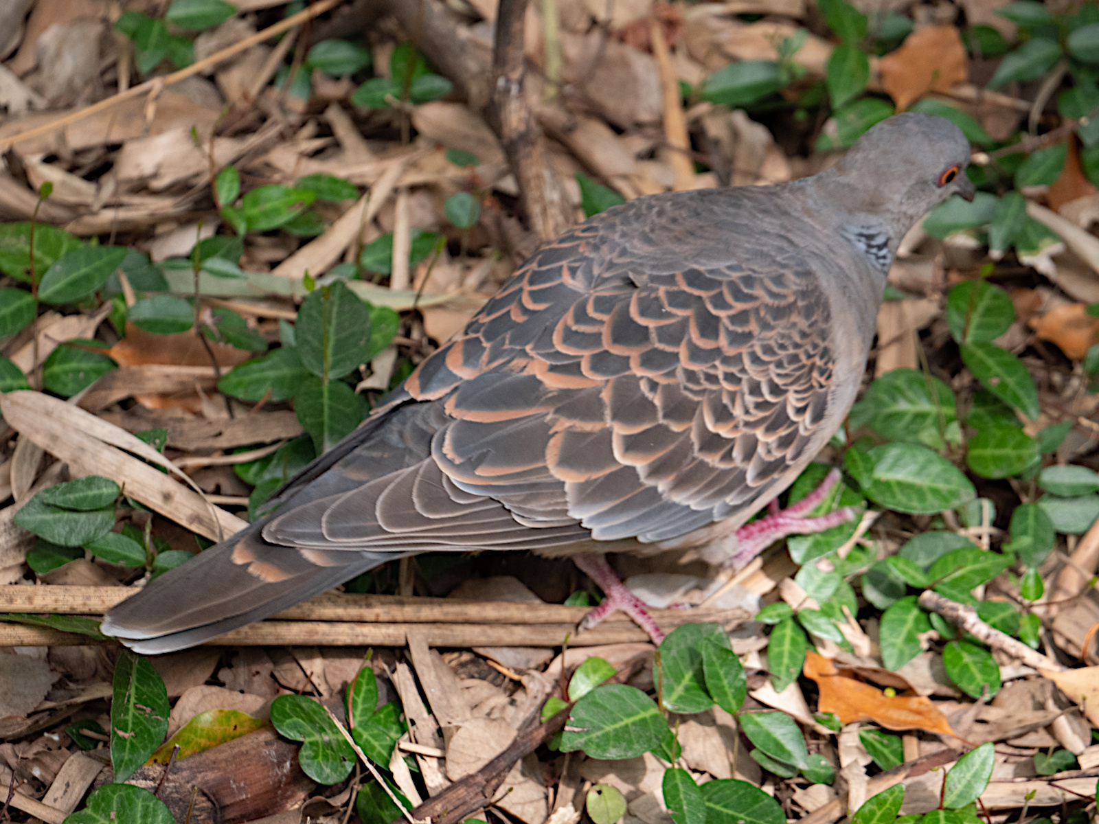Afficher le média tourterelle_orientale_-_streptopelia_orientalis1sd tourterelle_orientale_-_streptopelia_orientalis1sd