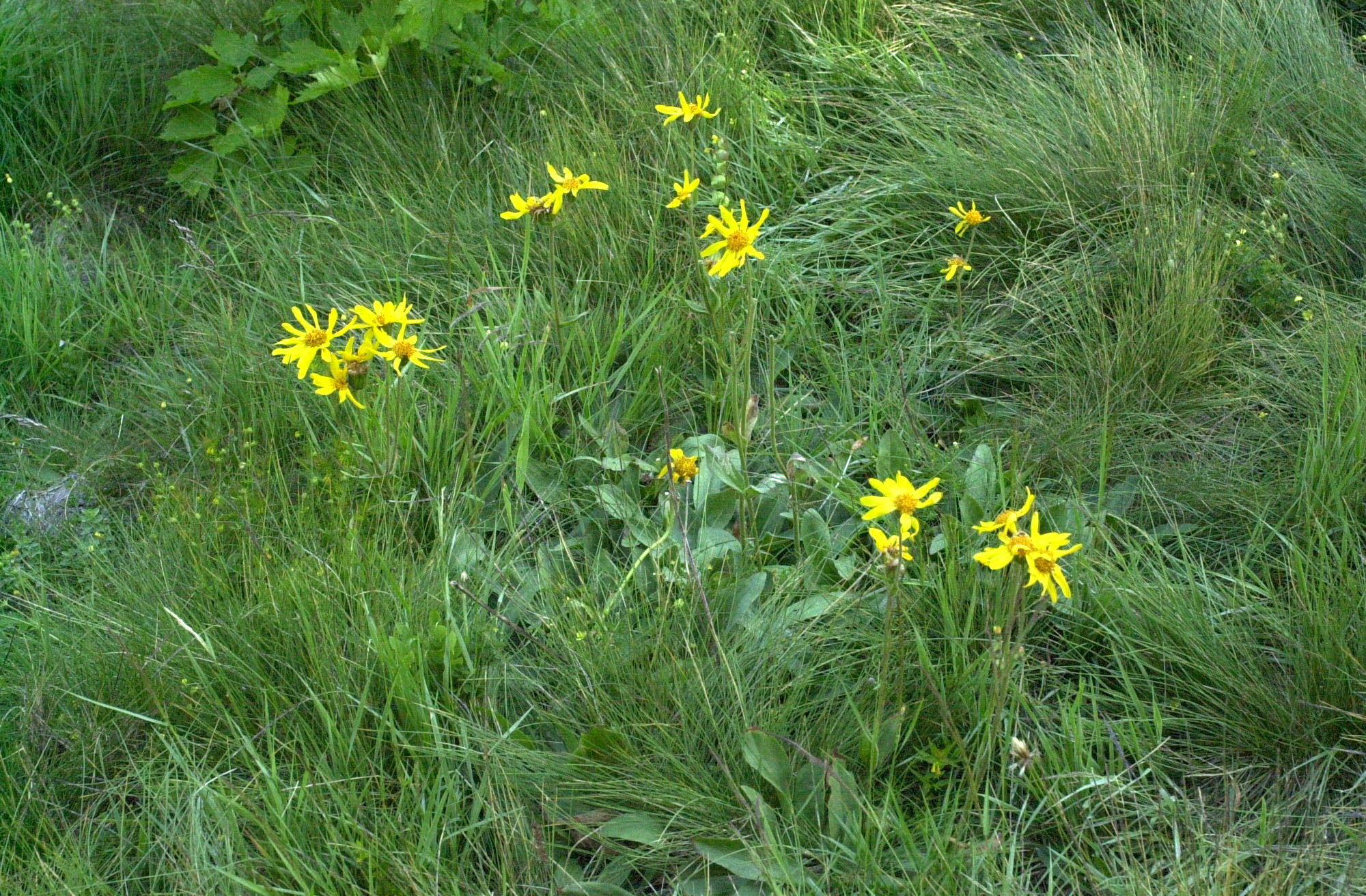 arnica_montana1amd