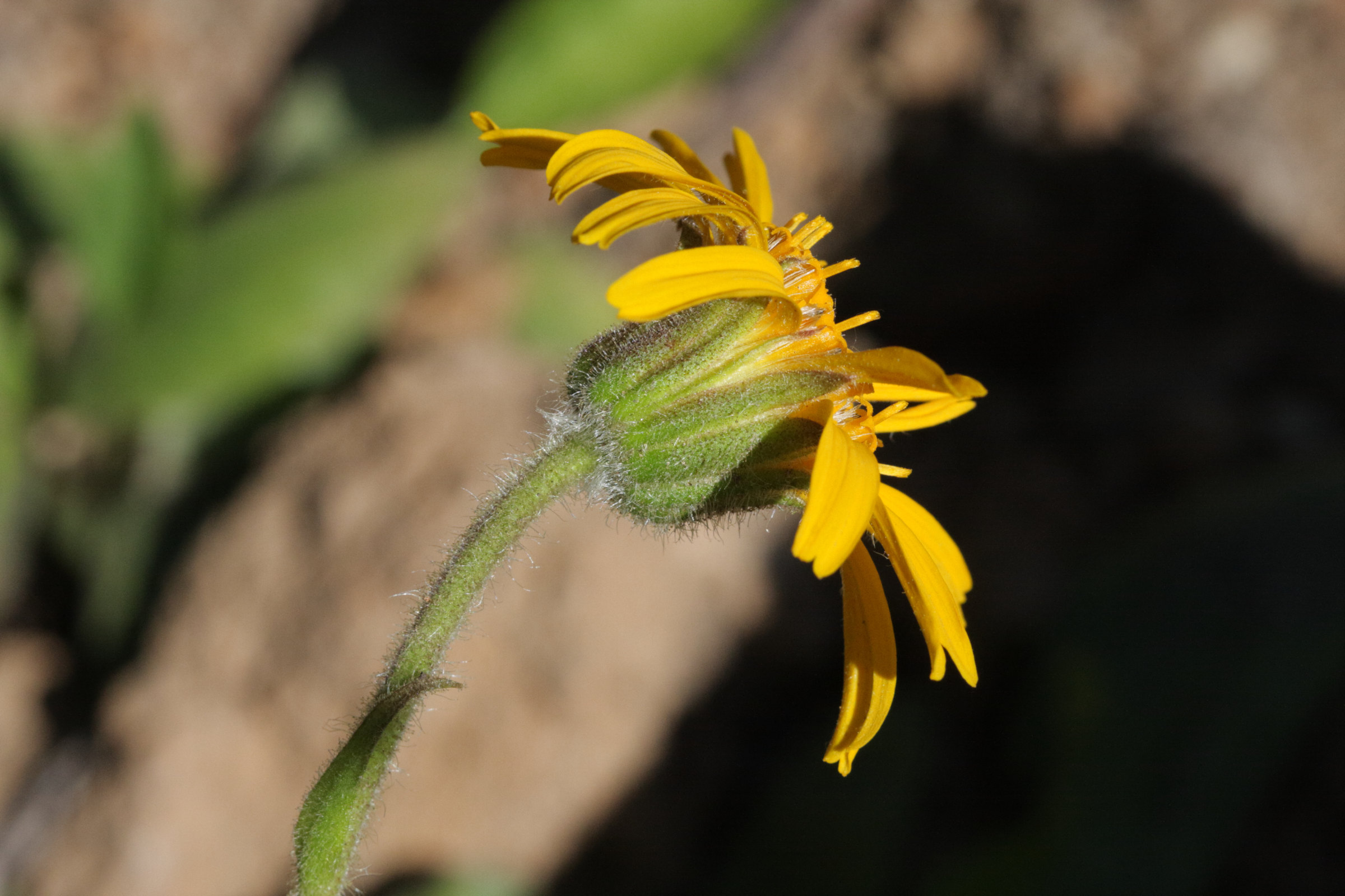 arnica_montana5bd