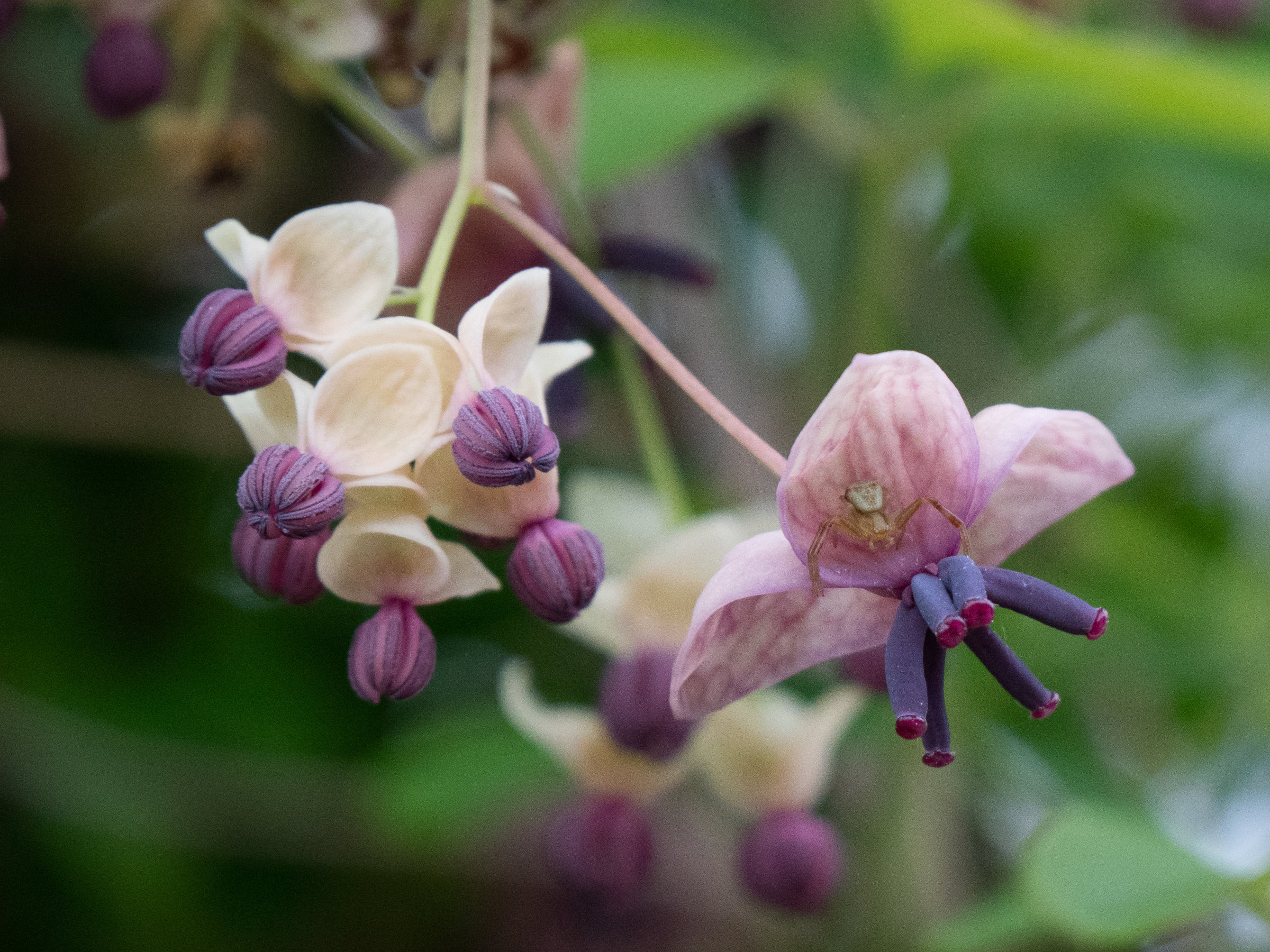 Afficher le média akebia_quinata6sd akebia_quinata6sd