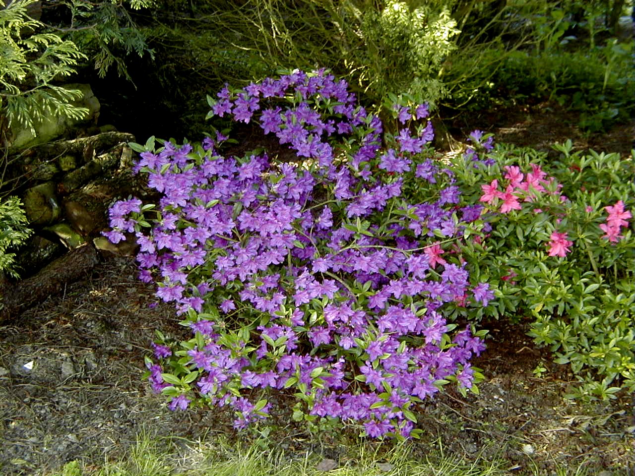 rhododendron_indicum1md