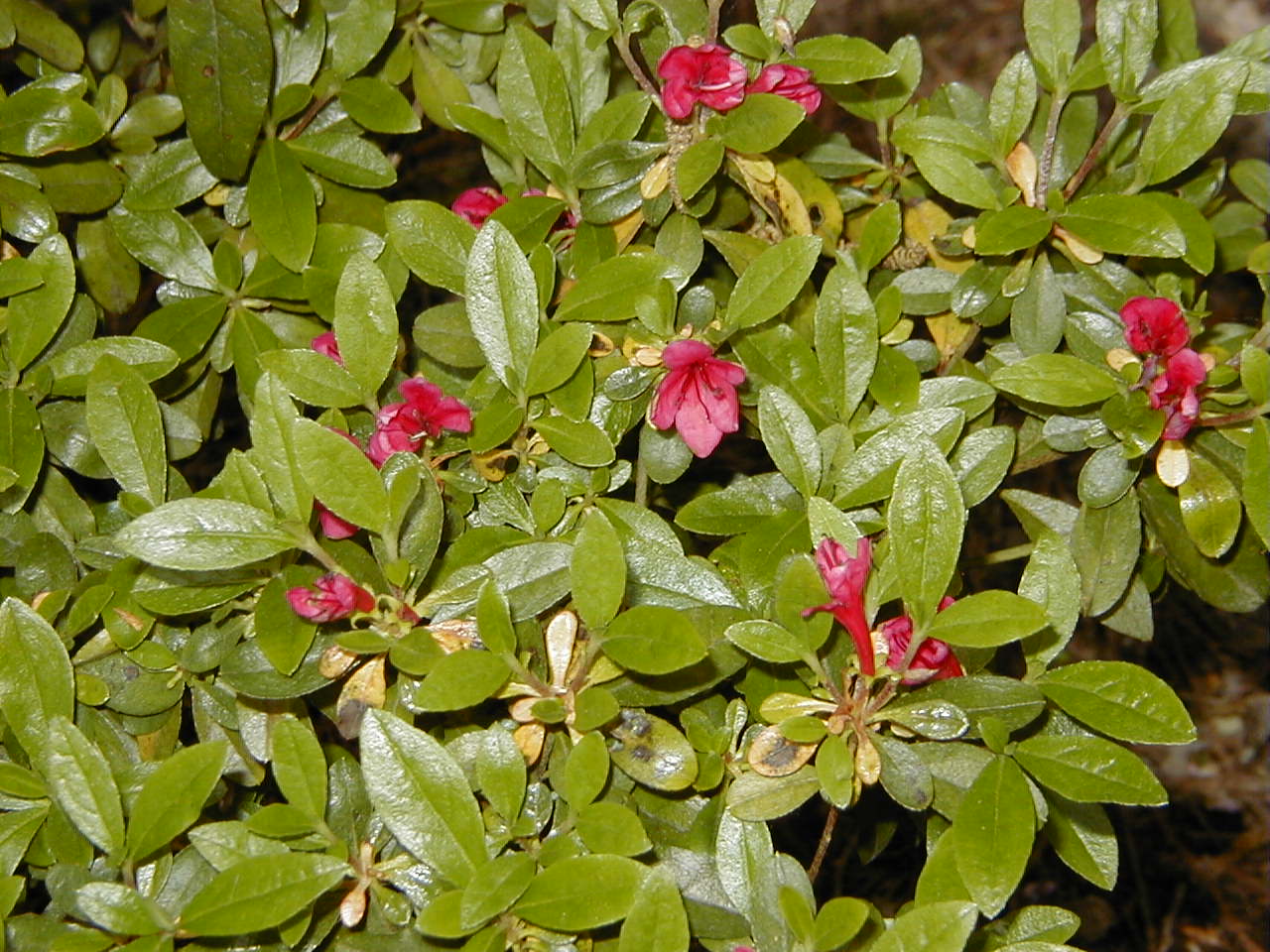 rhododendron_indicum2md