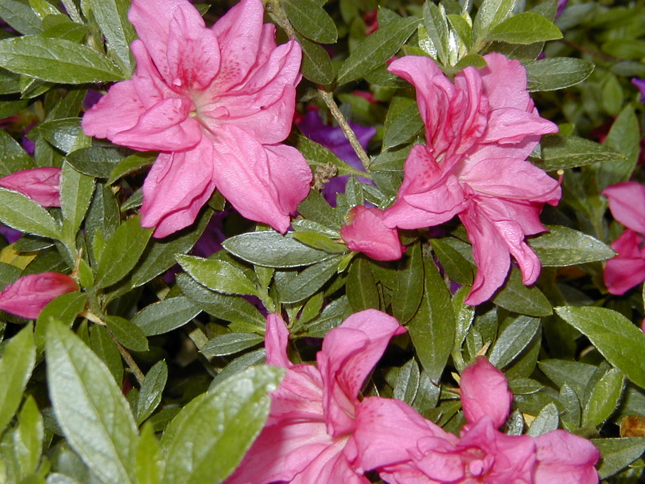 rhododendron_indicum3md