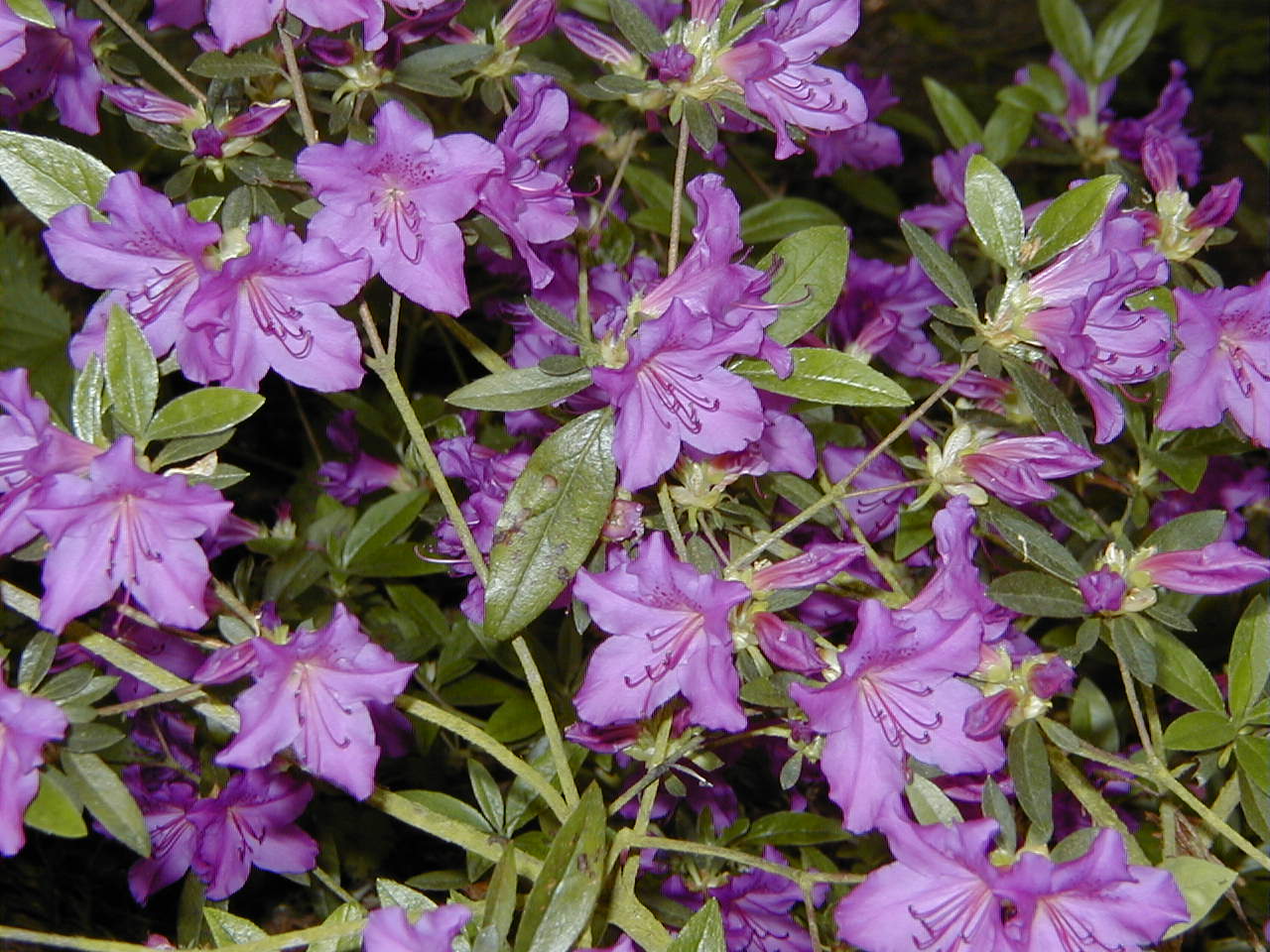 rhododendron_indicum4md