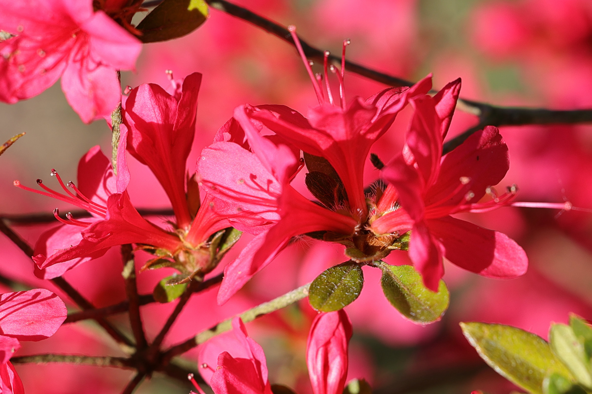 rhododendron_indicum5md