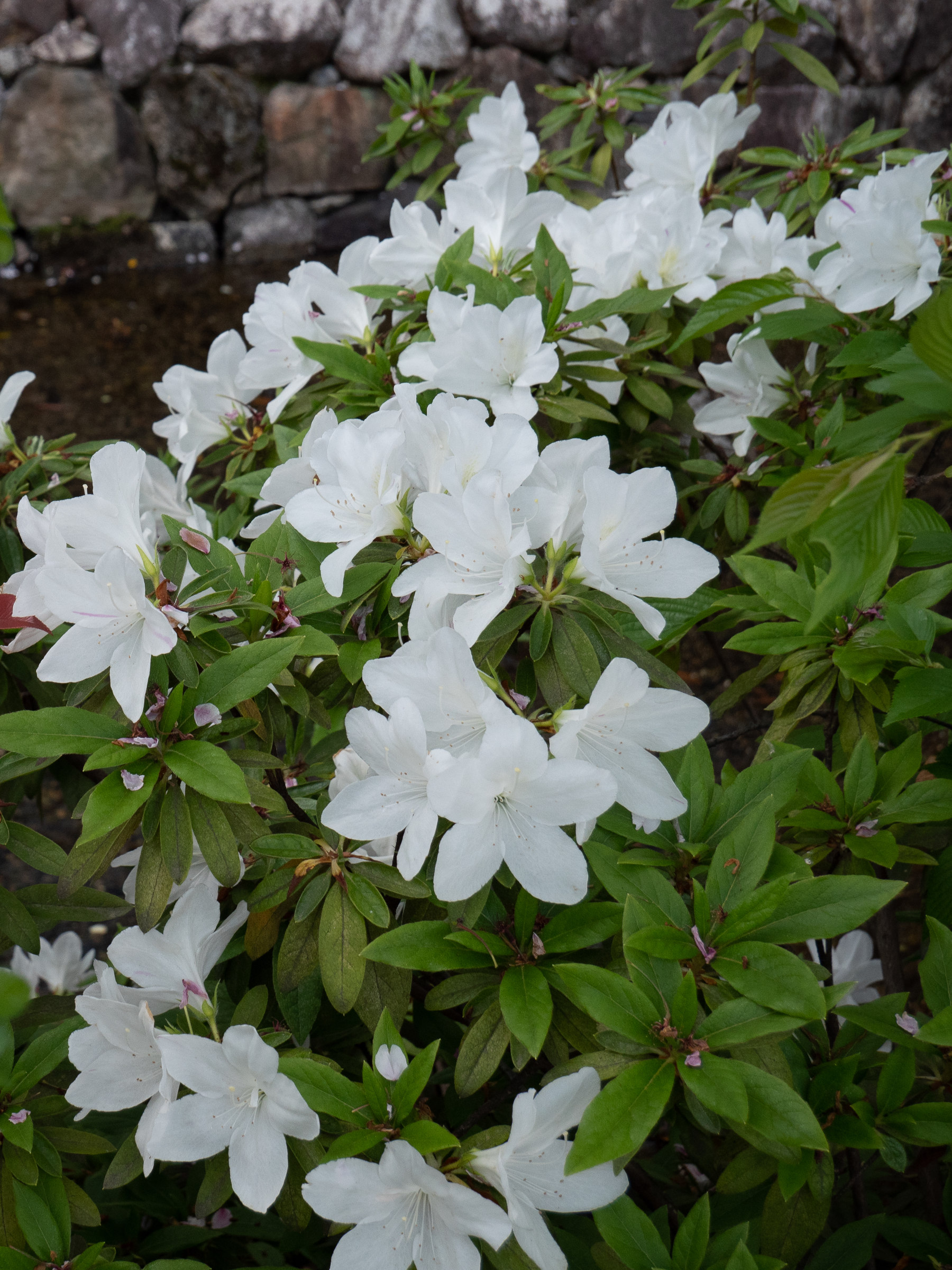 rhododendron_indicum5sd