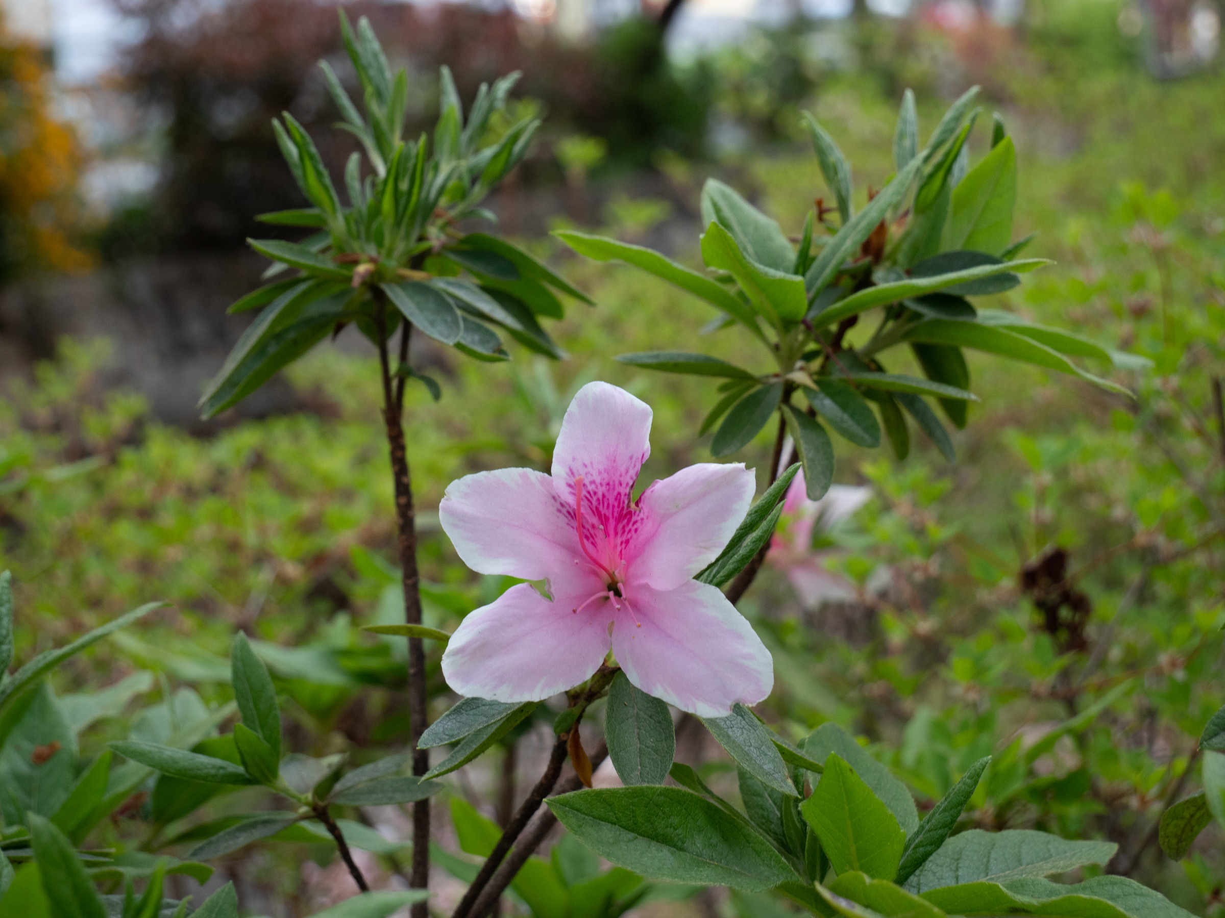 rhododendron_simsii1sd