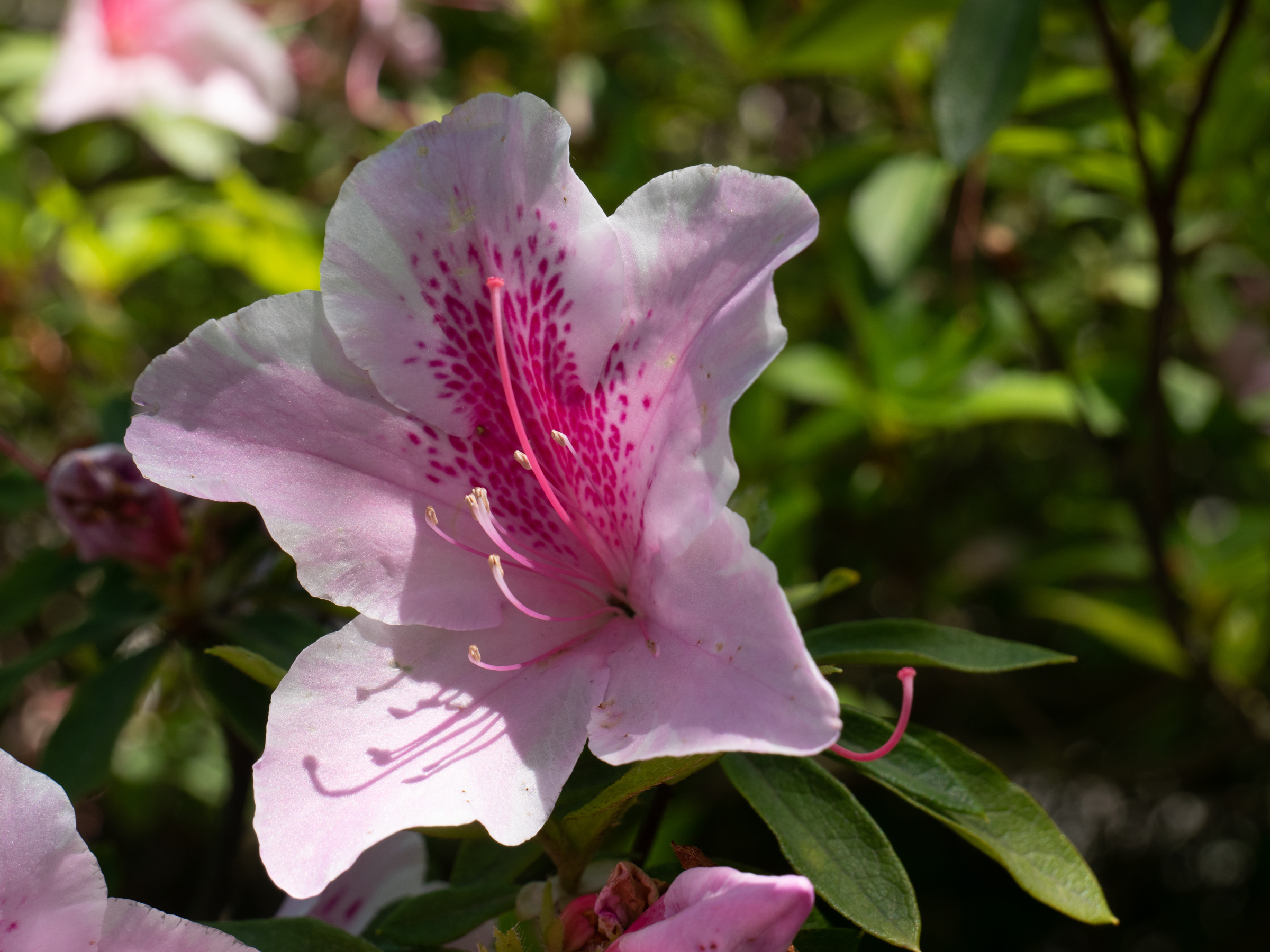 rhododendron_simsii2sd