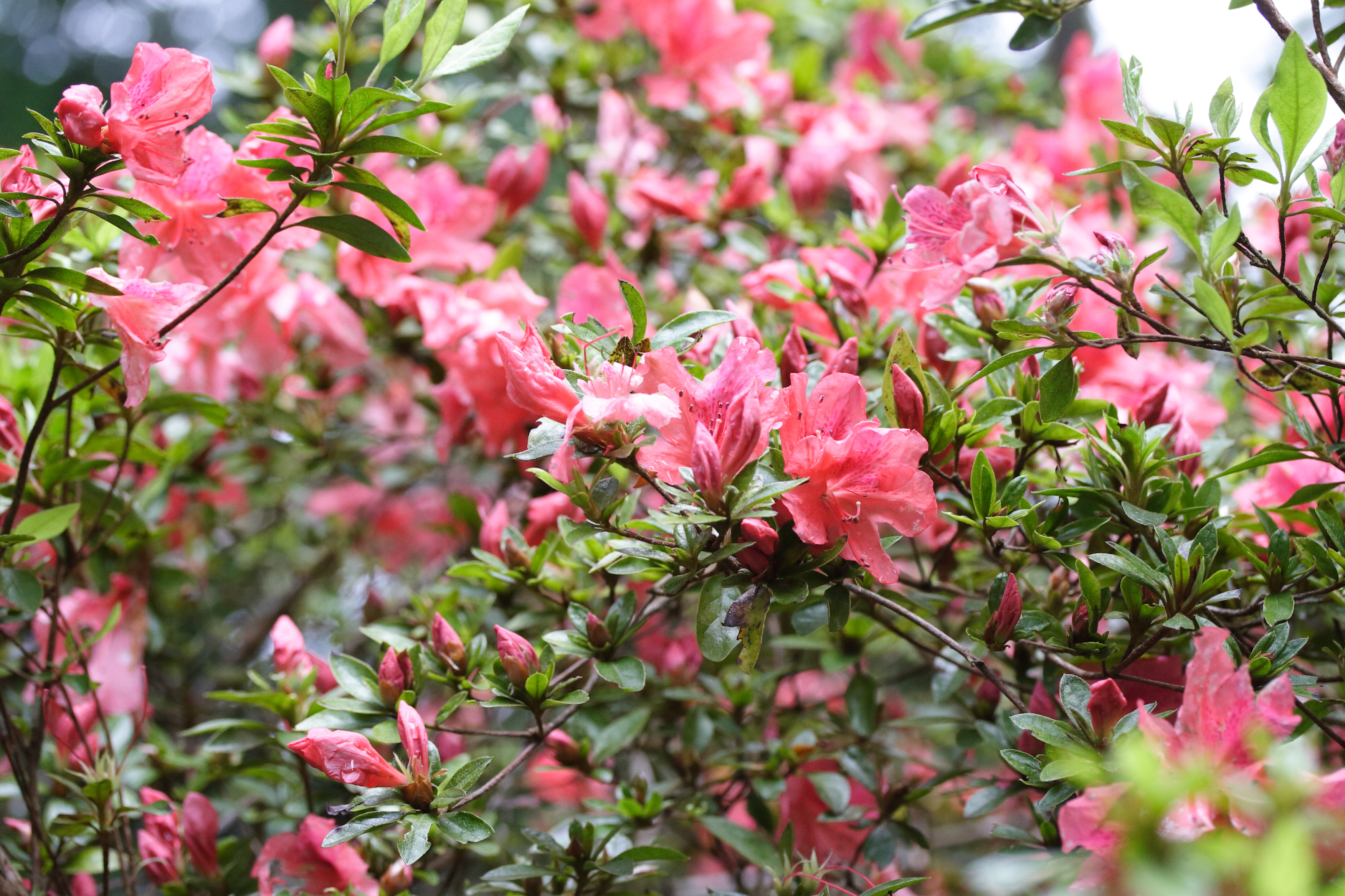 rhododendron_simsii3md