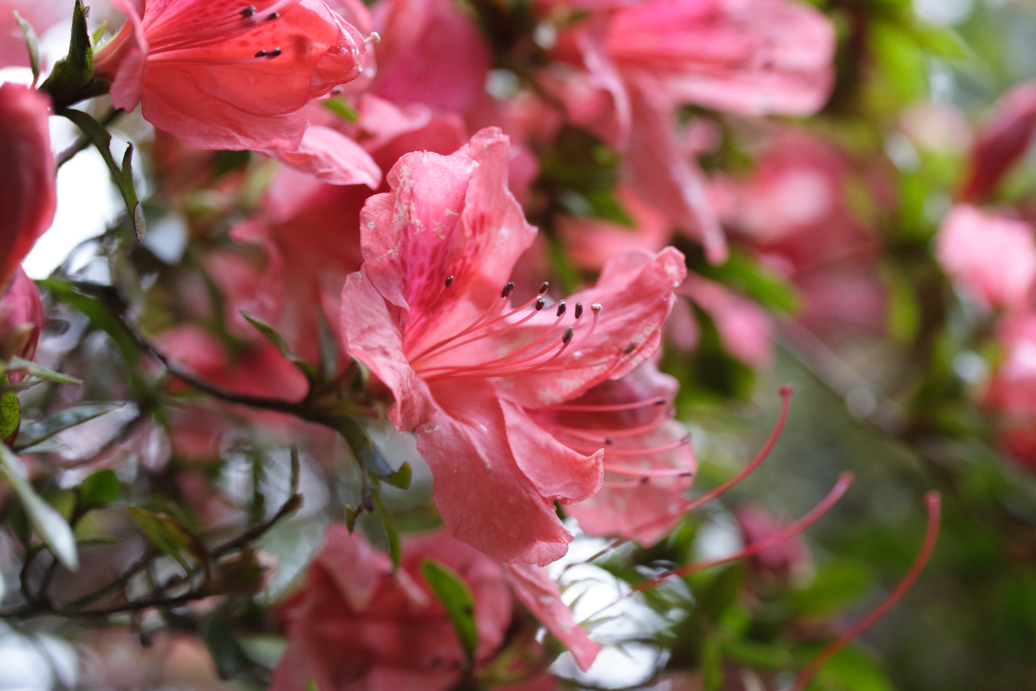 rhododendron_simsii4md
