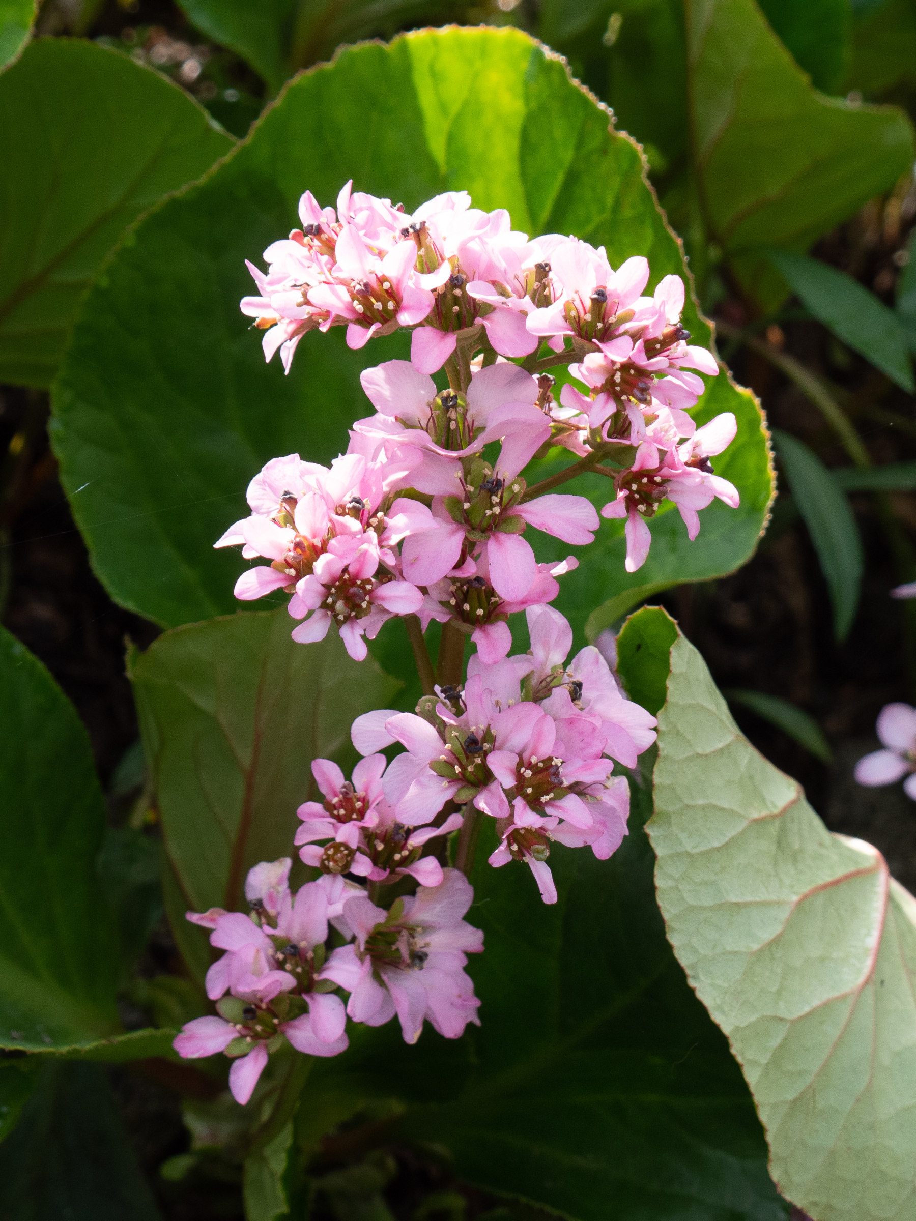 Afficher le média bergenia_crassifolia1sd bergenia_crassifolia1sd