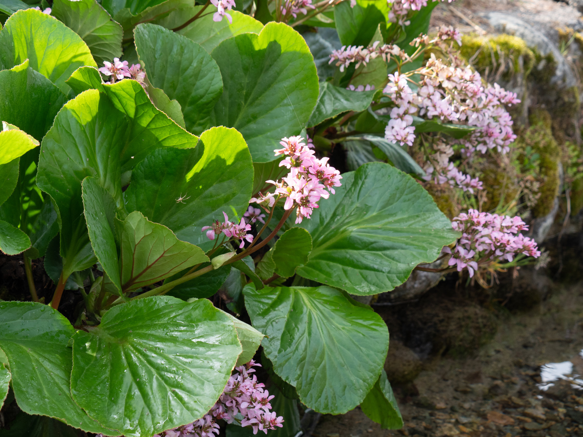 Afficher le média bergenia_crassifolia2sd bergenia_crassifolia2sd