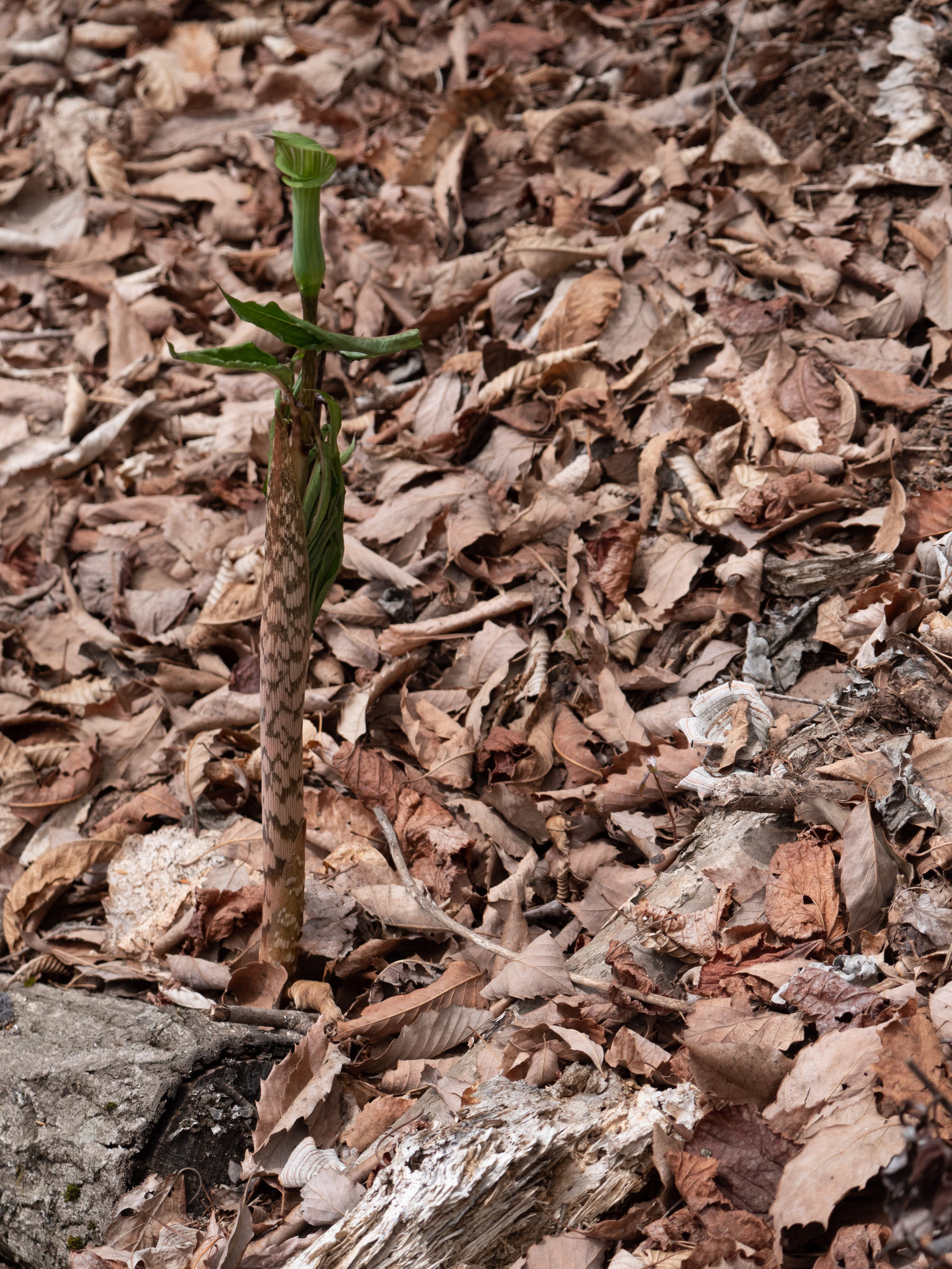 arisaema_serratum1sd