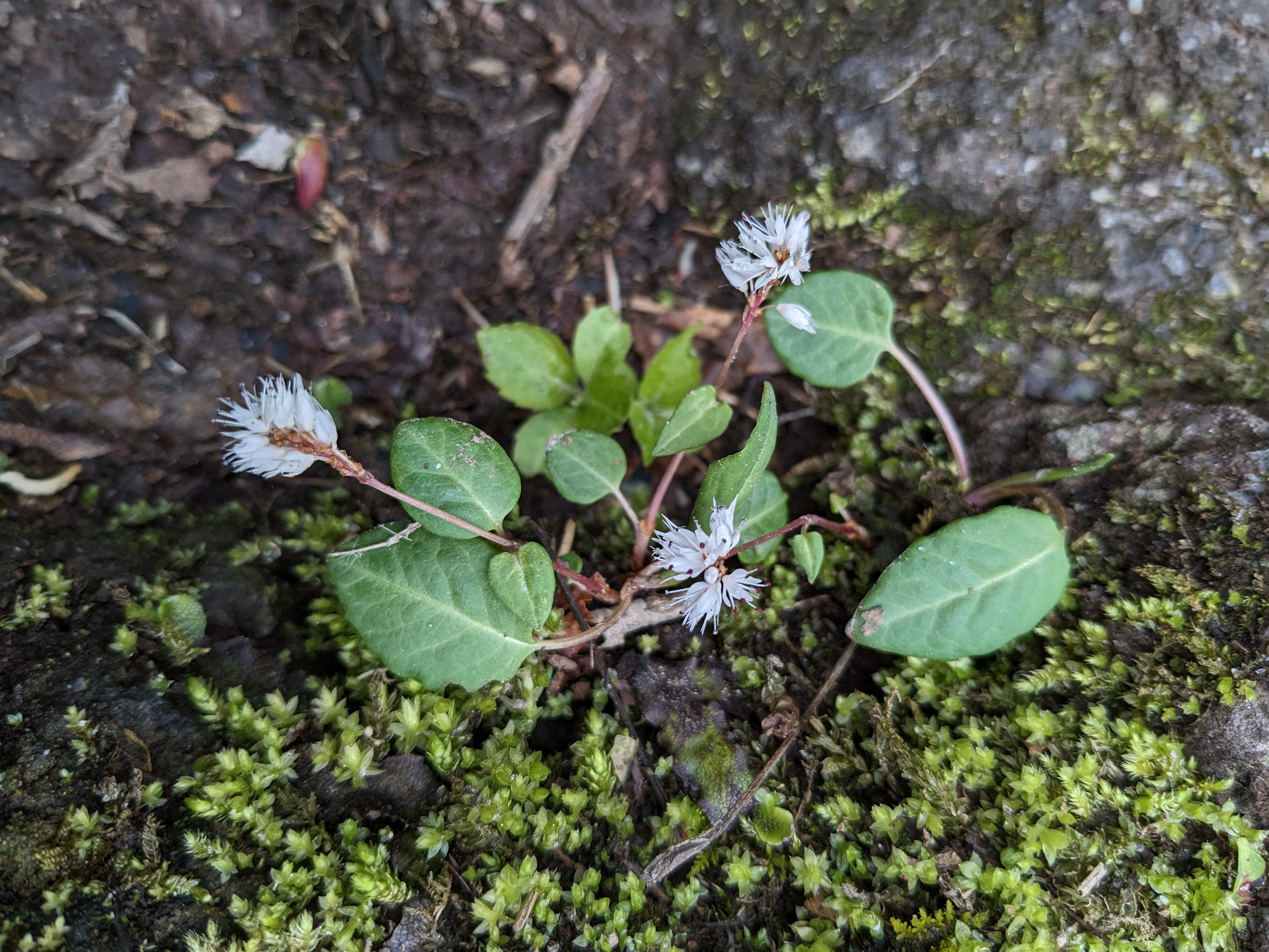 bistorta_tenuicaulis1sd