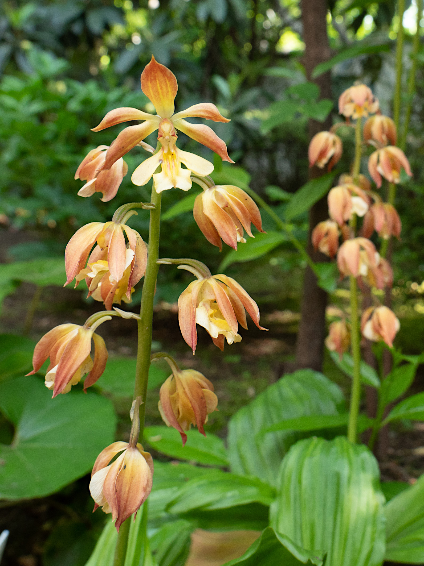 calanthe_discolor1sd