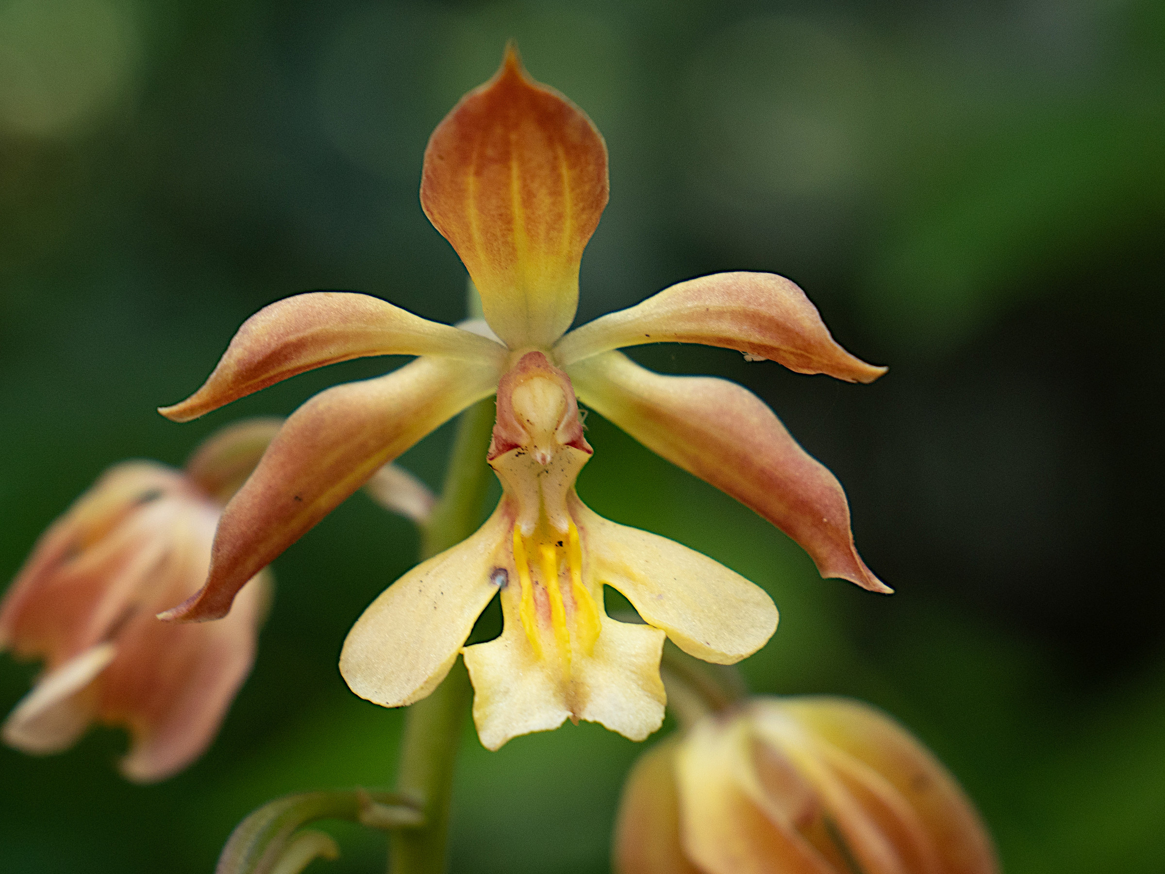 calanthe_discolor2sd