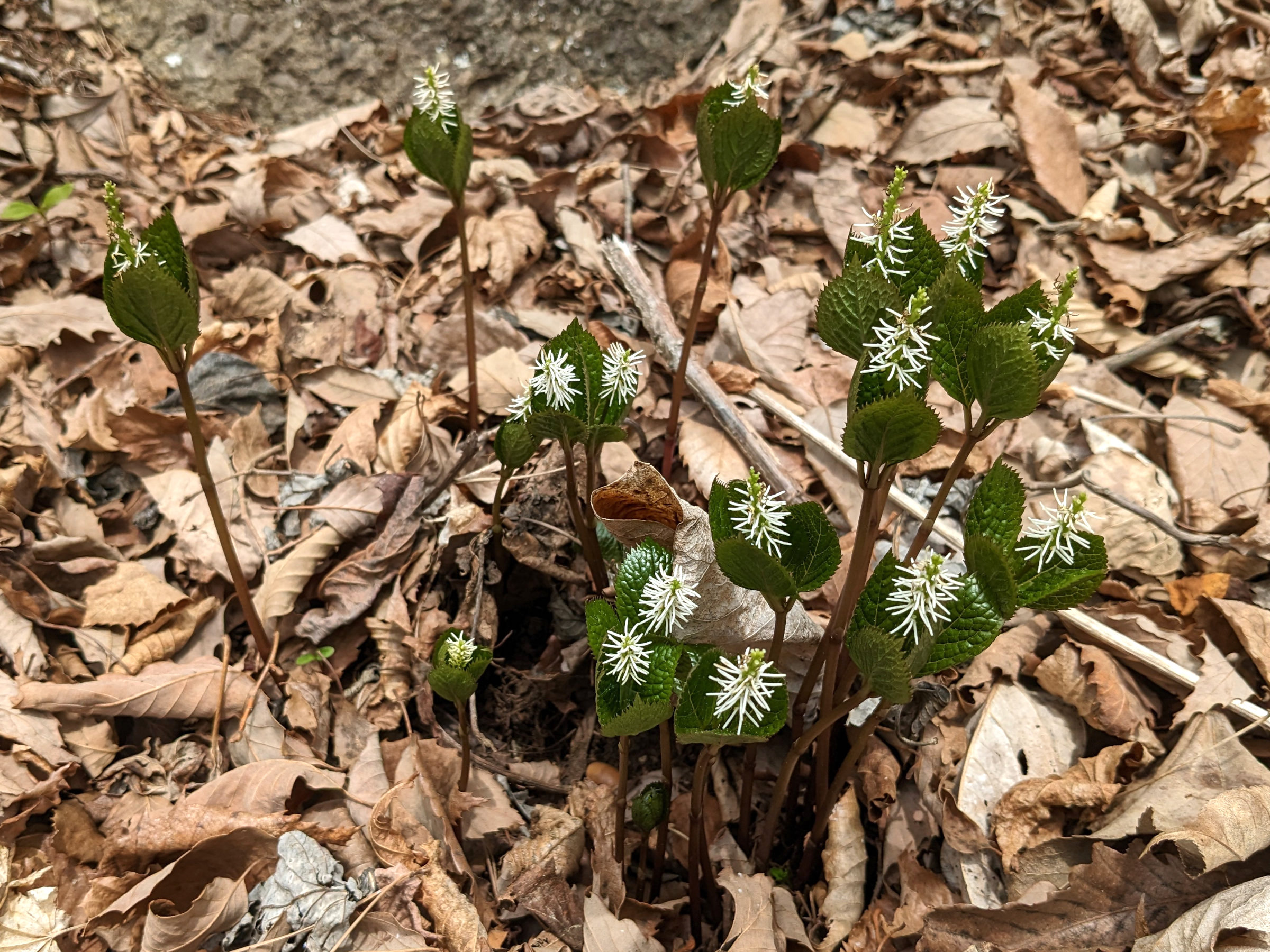 chloranthus_japonicus1sd